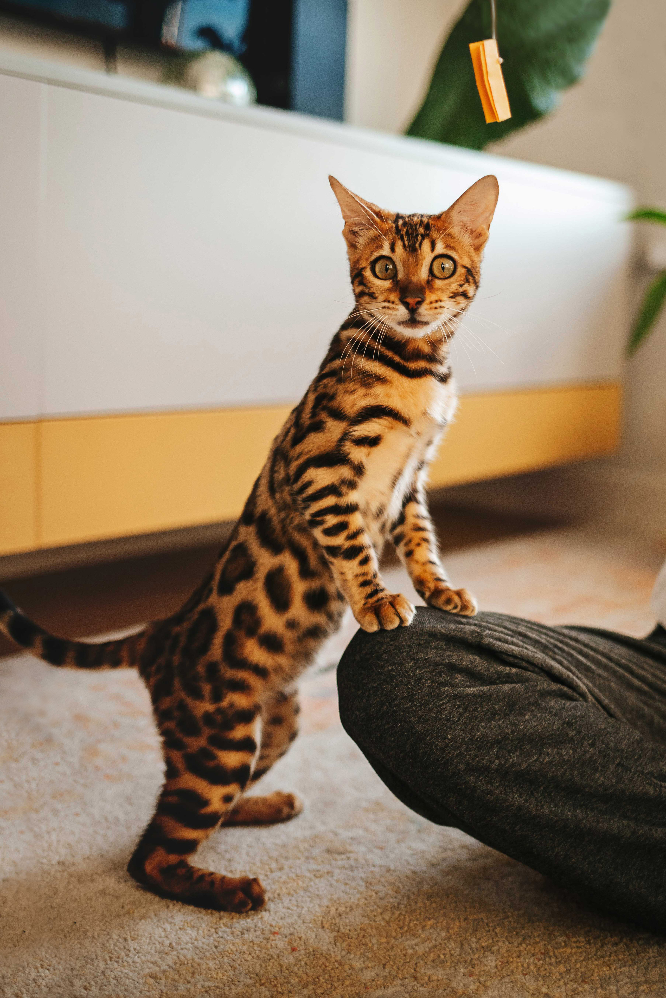 Олег и Саша. Семейный lifestyle фотограф в Санкт-Петербурге Людмила Пахомова