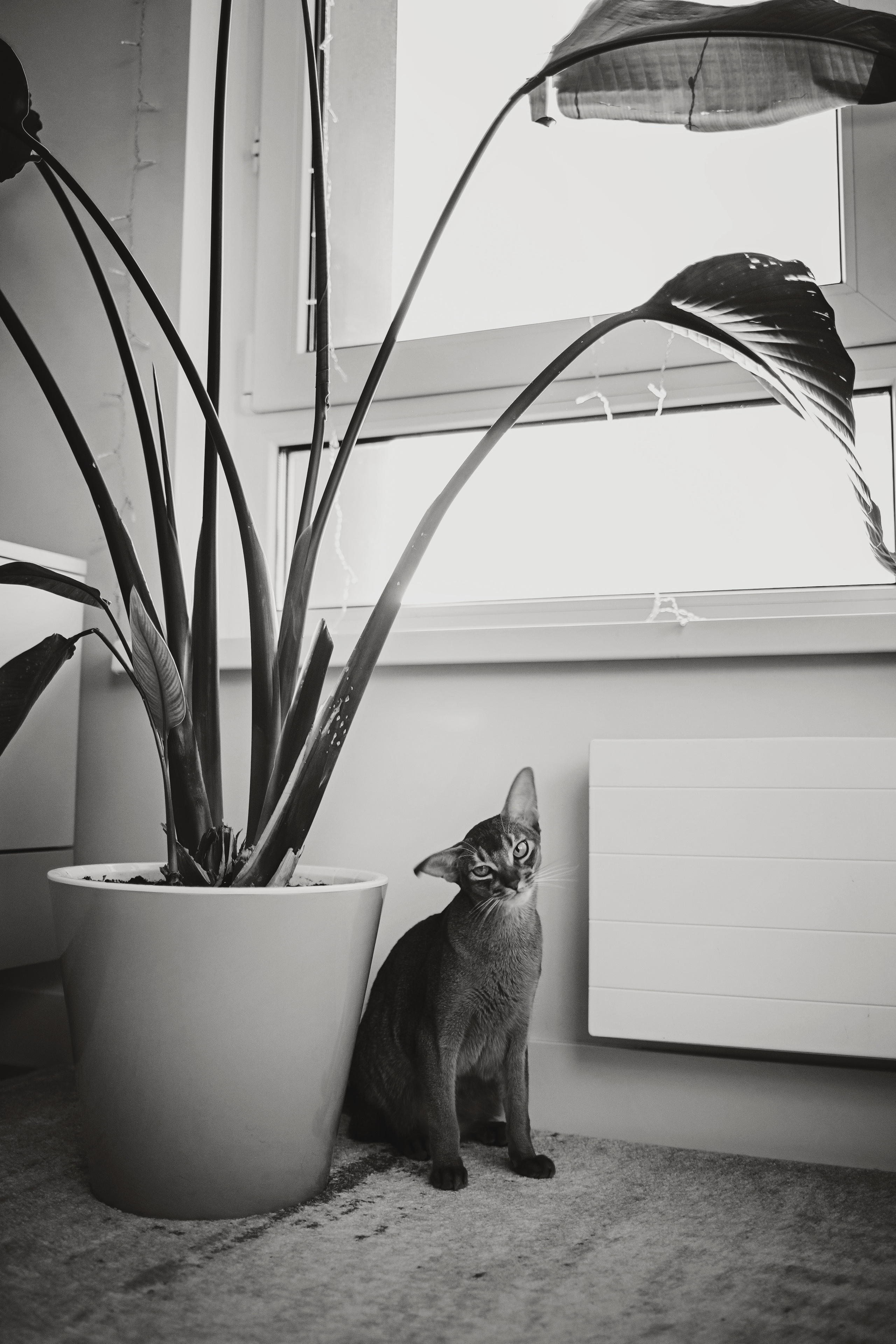 Олег и Саша. Семейный lifestyle фотограф в Санкт-Петербурге Людмила Пахомова