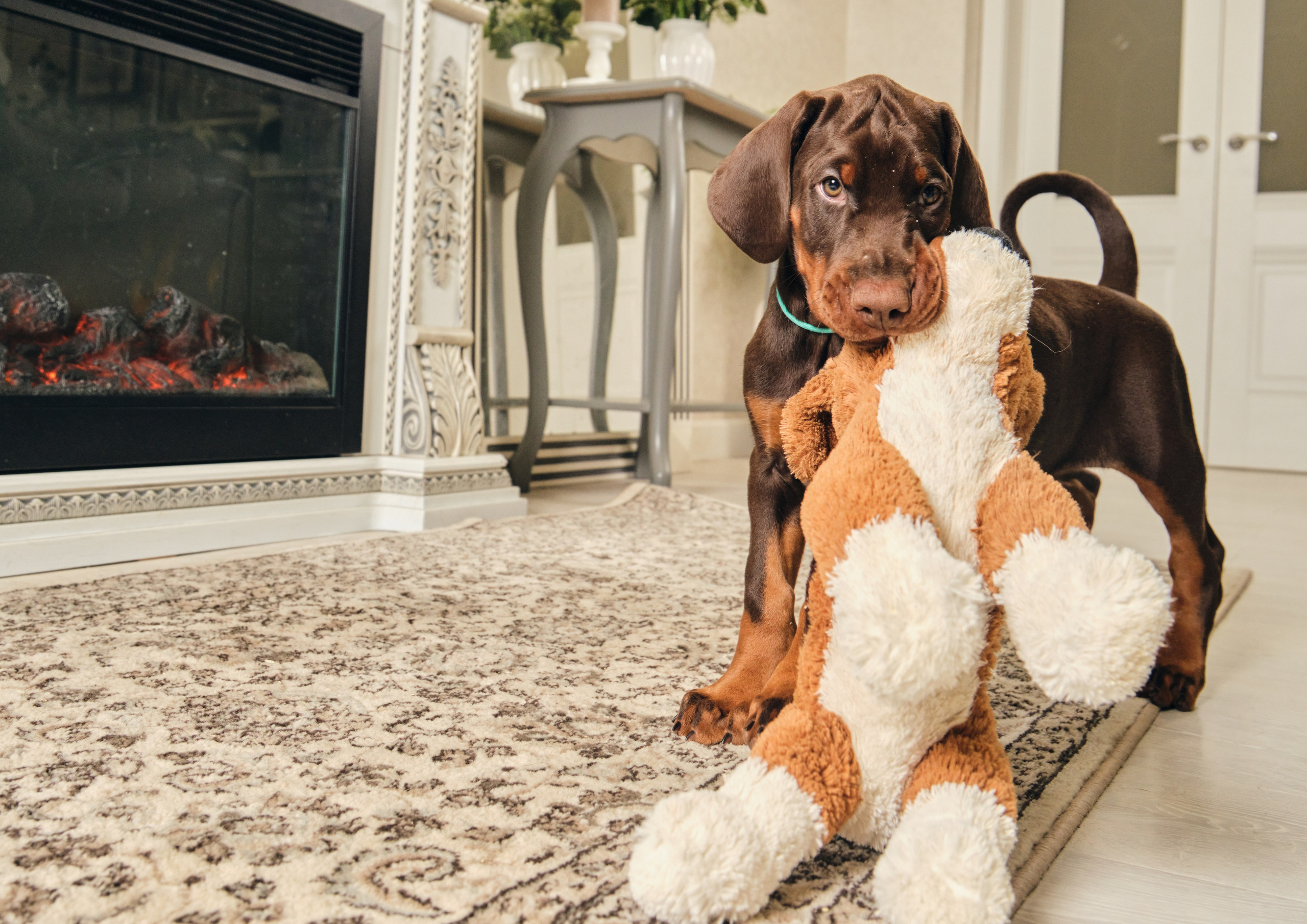 Фотограф животных в Москве и московской области. Профессиональный фотограф в Москве — Максим Дьяконов