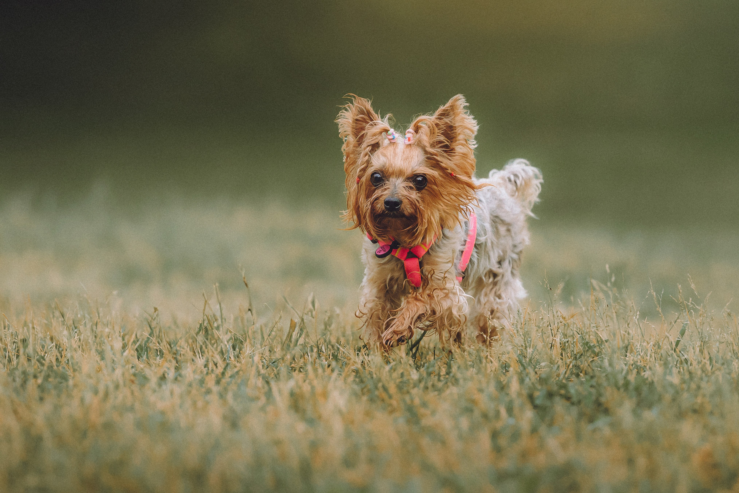 Даша и Дэзи