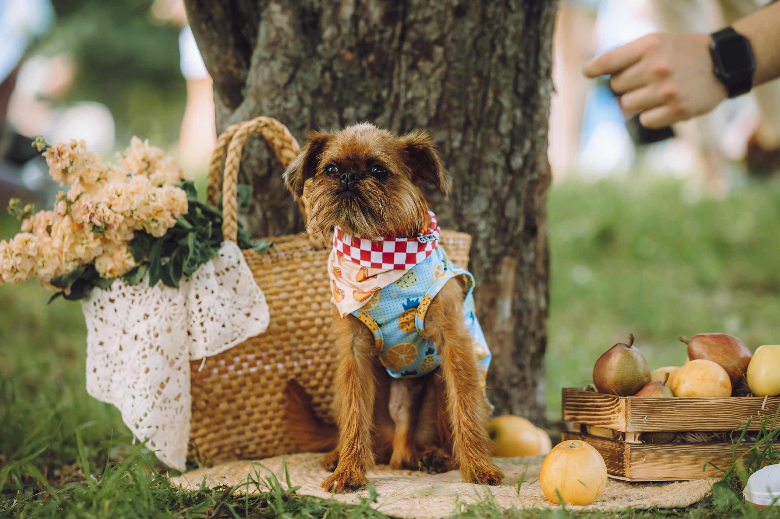Griff-пикник. Семейный фотограф животных, анималист в Москве Екатерина Киреева