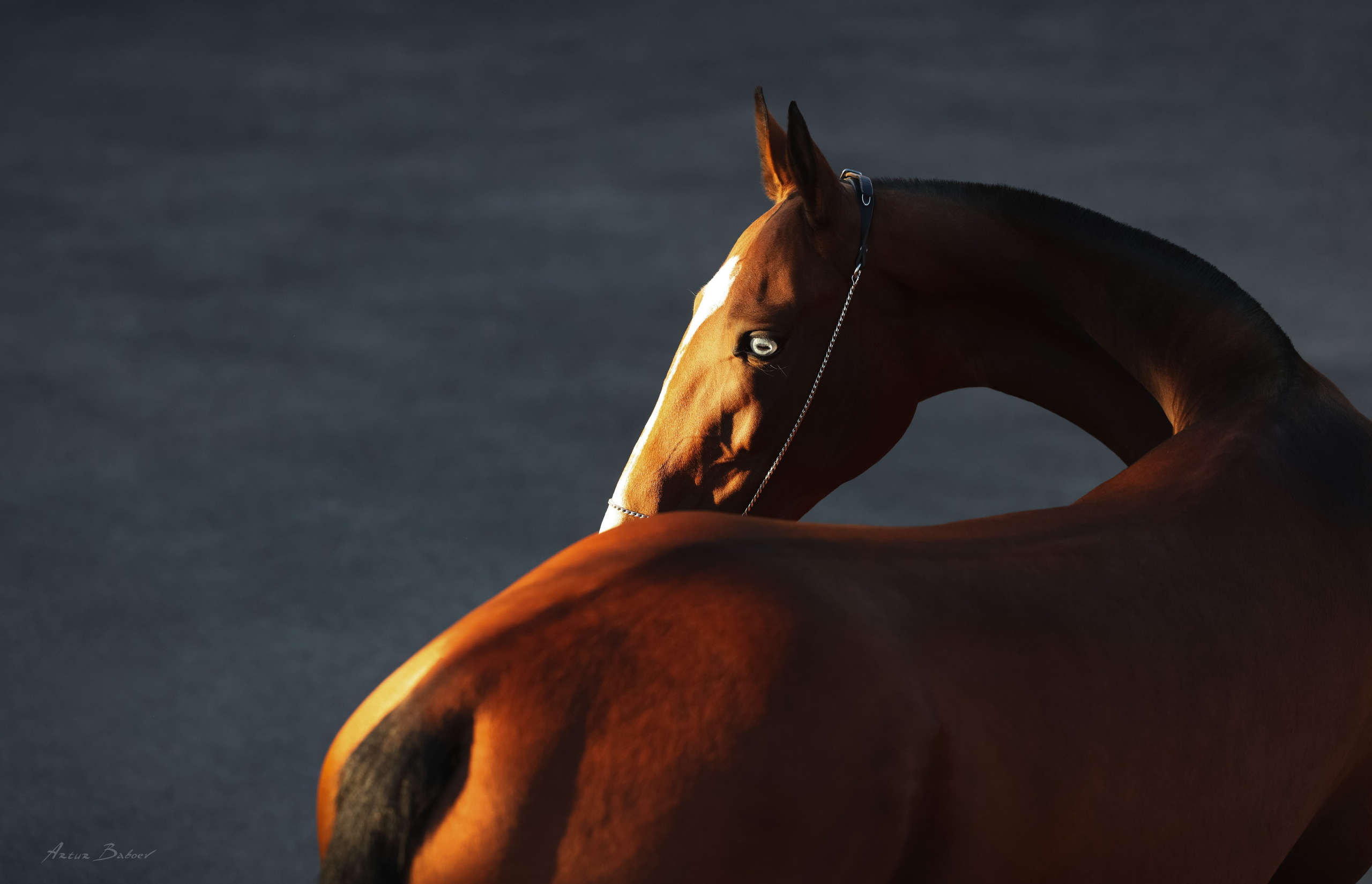 Лошади в художественной фотографии — Артур Бабоев