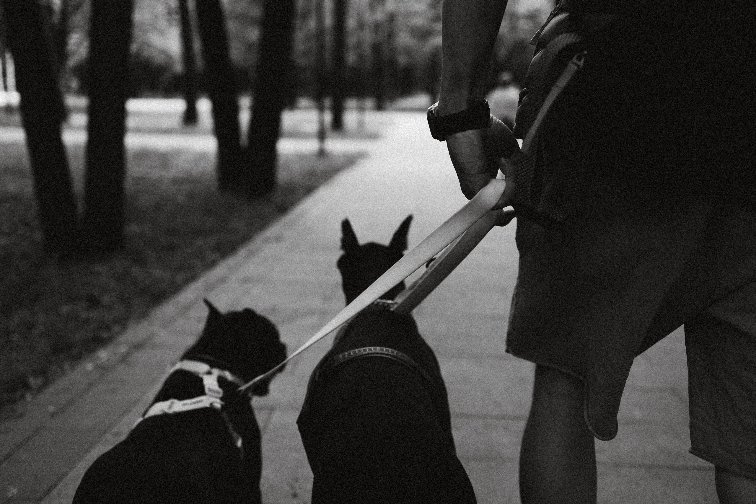 Паша, Хайди и Тея