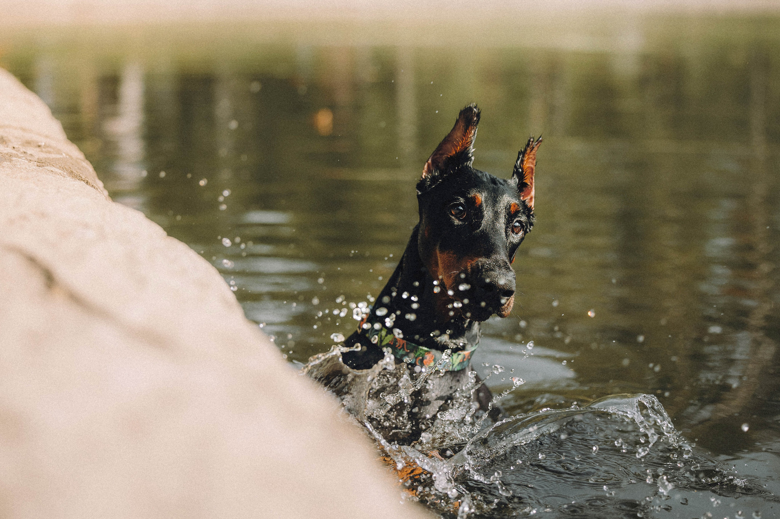 Паша и Хайди