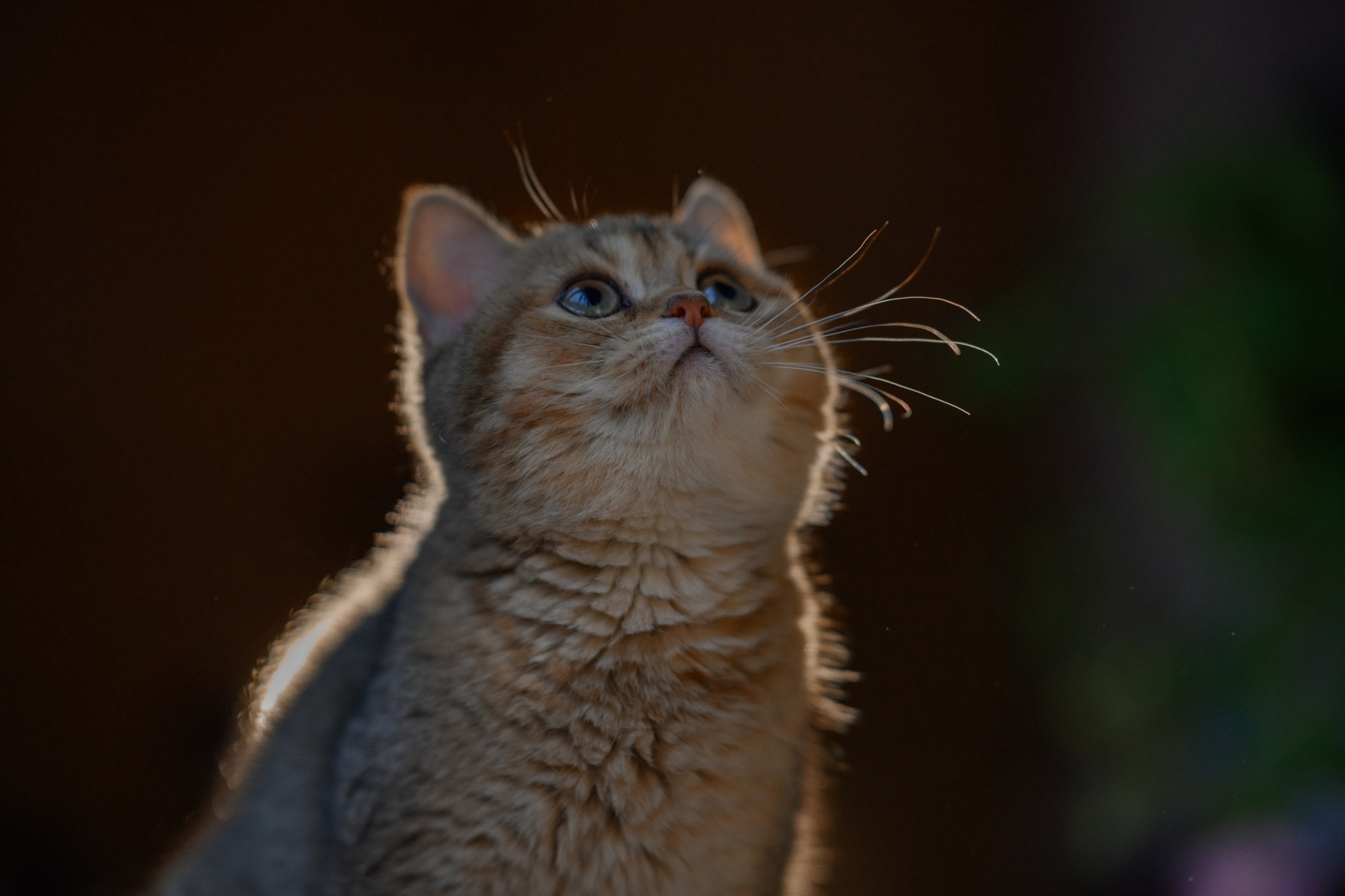 Питомник котят. Семейный фотограф и анималист в Москве и Московской области