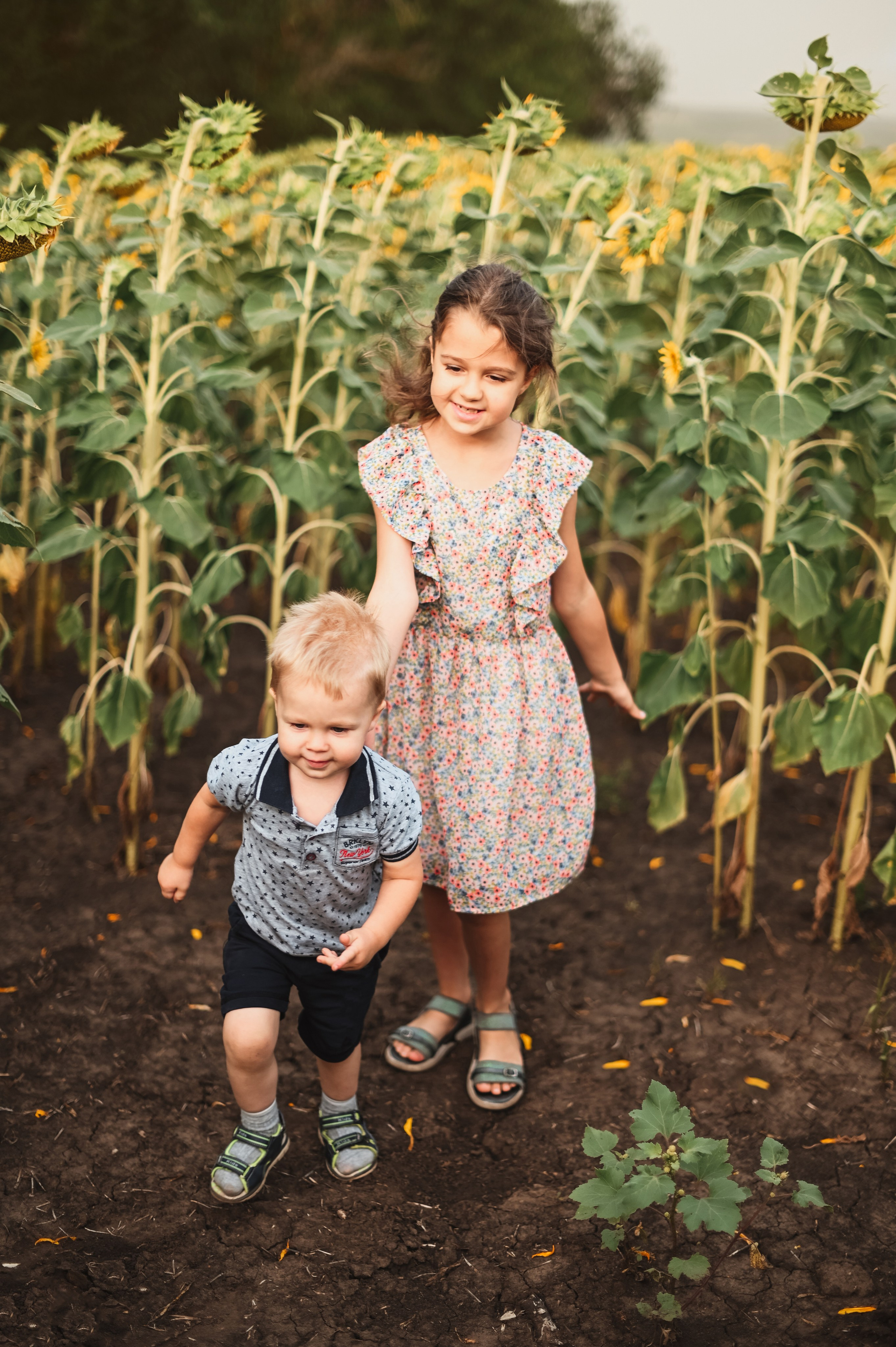 Подсолнухи Света, Даша, Миша, Александр. Фотограф Алёна Мил
