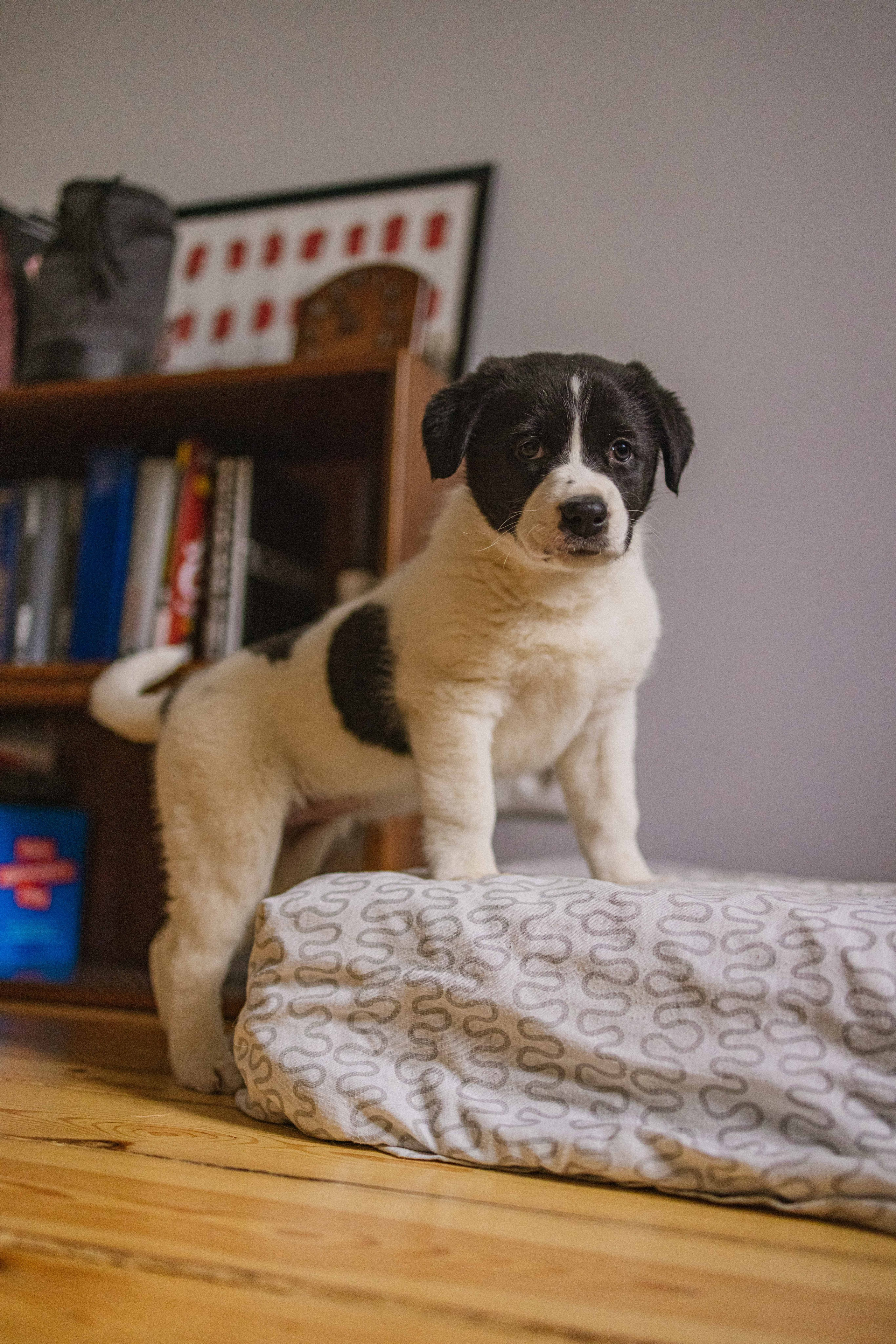 Щеночки. Фотограф-анималист в Москве Лера Черноног