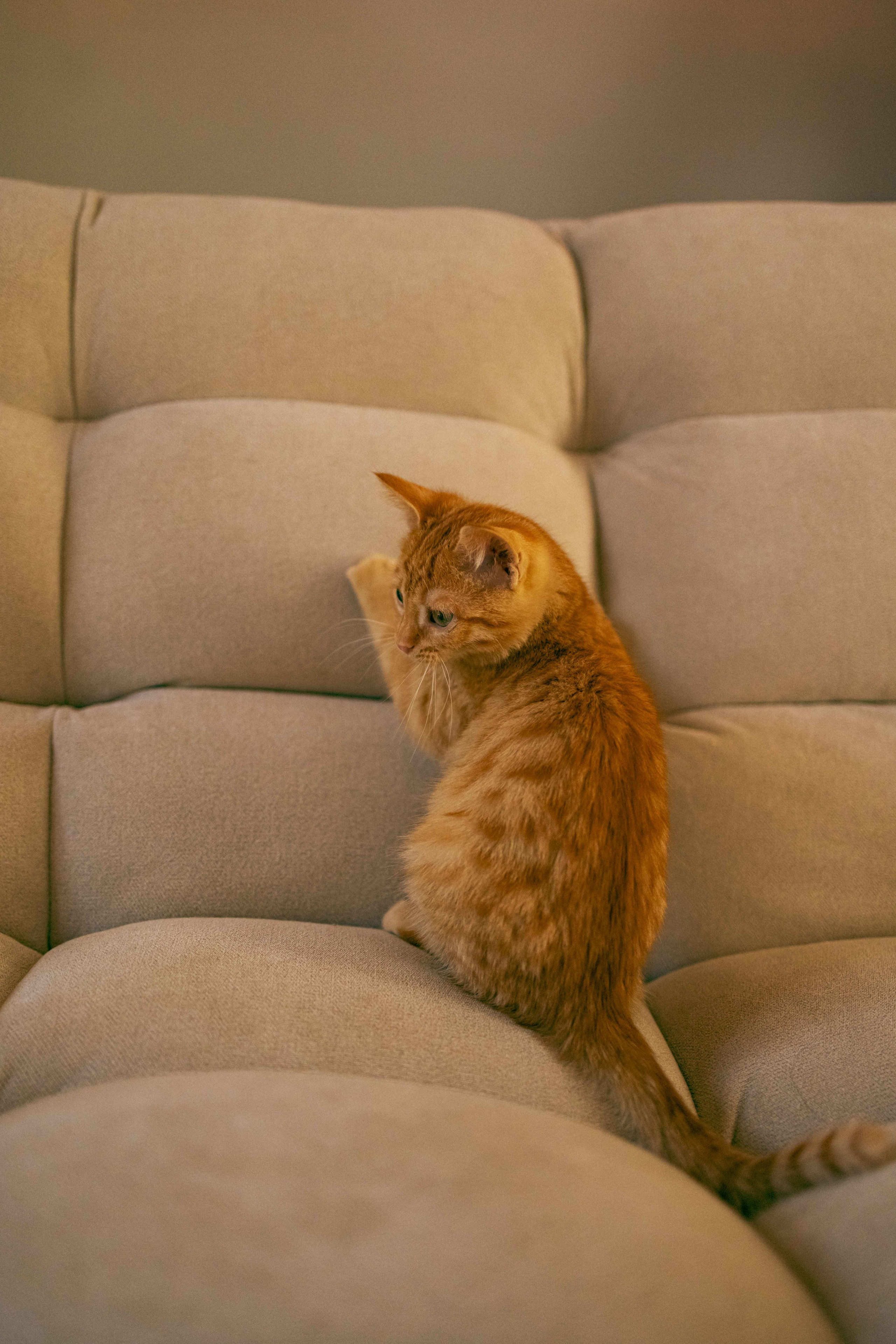 Кускус. Фотограф-анималист в Москве Лера Черноног