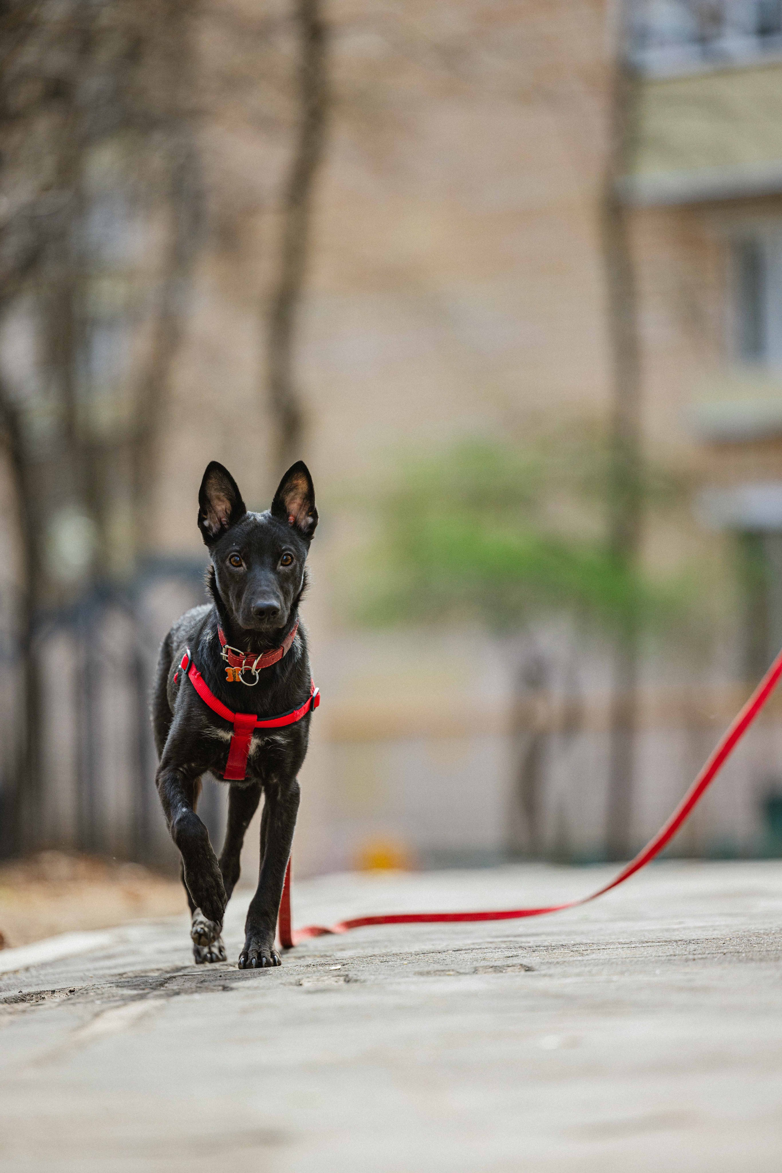 Булька. Фотограф-анималист в Москве Лера Черноног