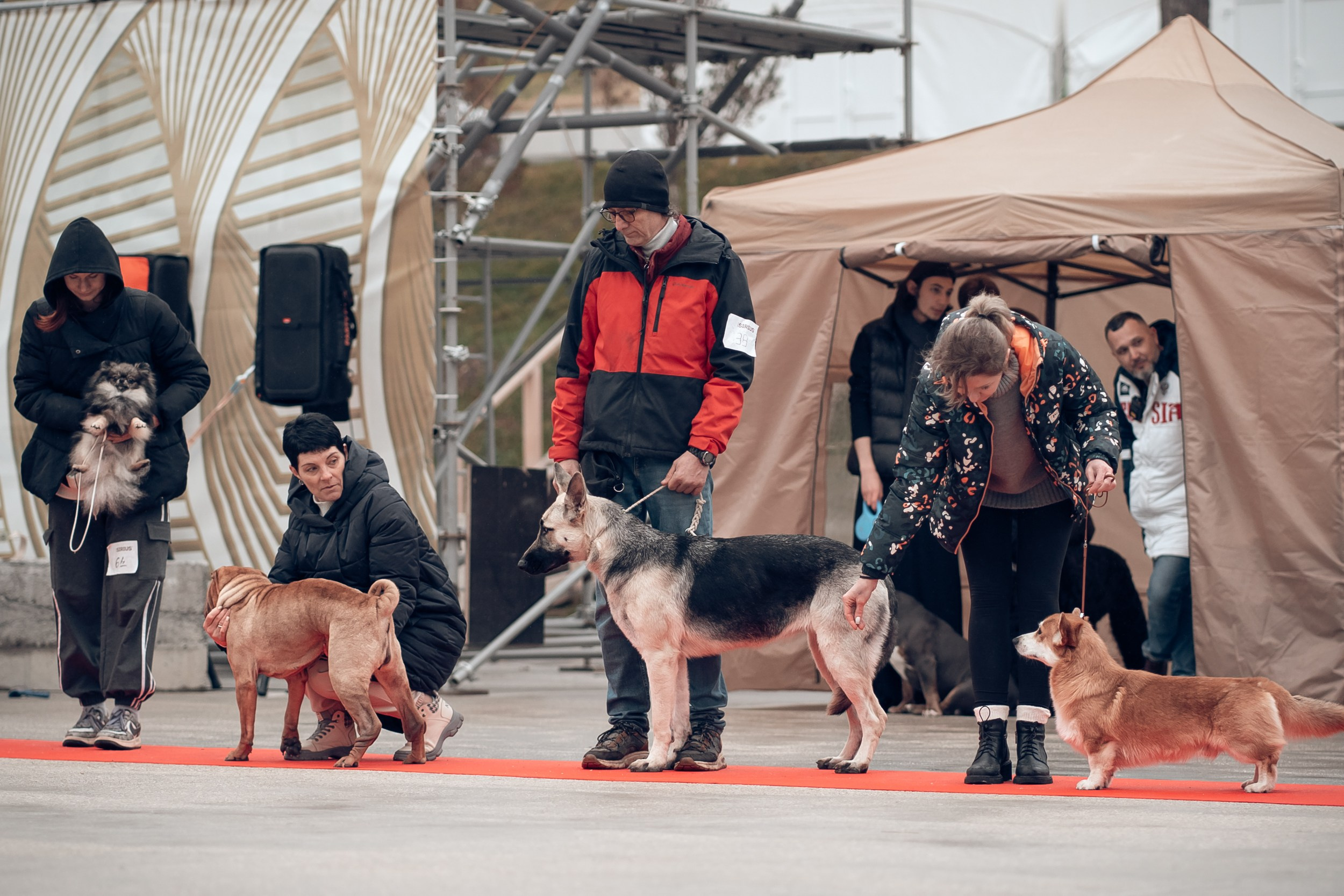Благотворительная выставка собак в Новом Херсонесе г. Севастополь. Церковный фотограф Севастополь
