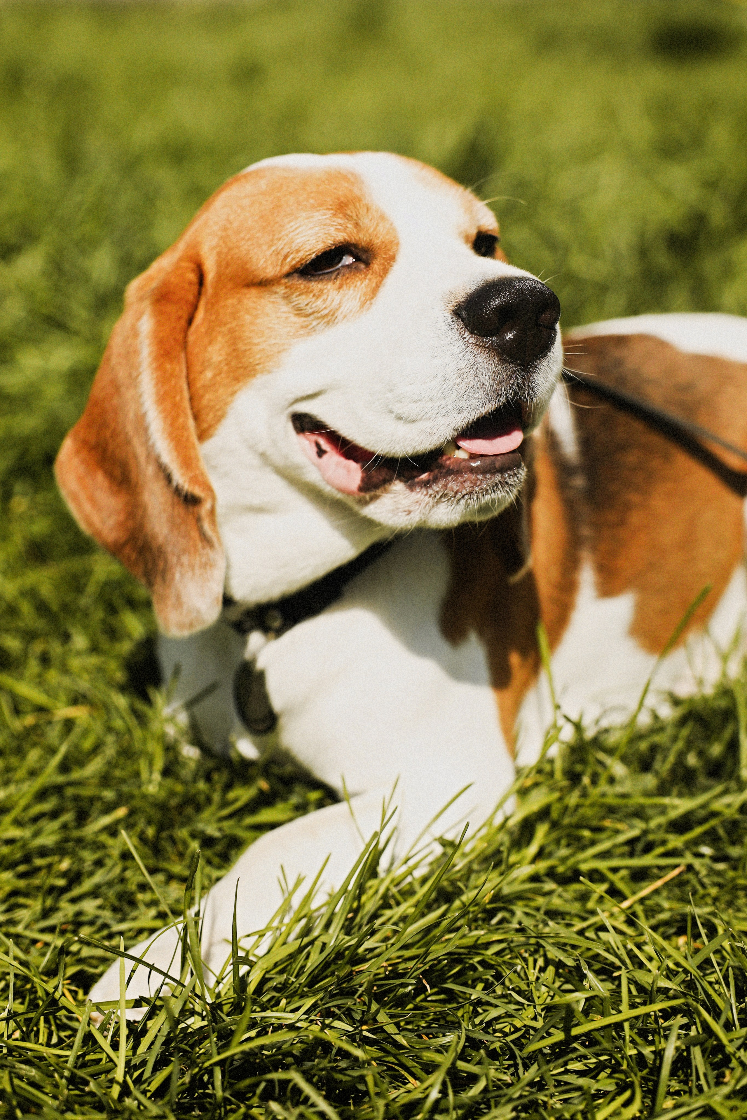 Дог пати. Коцаба Виктория фотограф в Москве