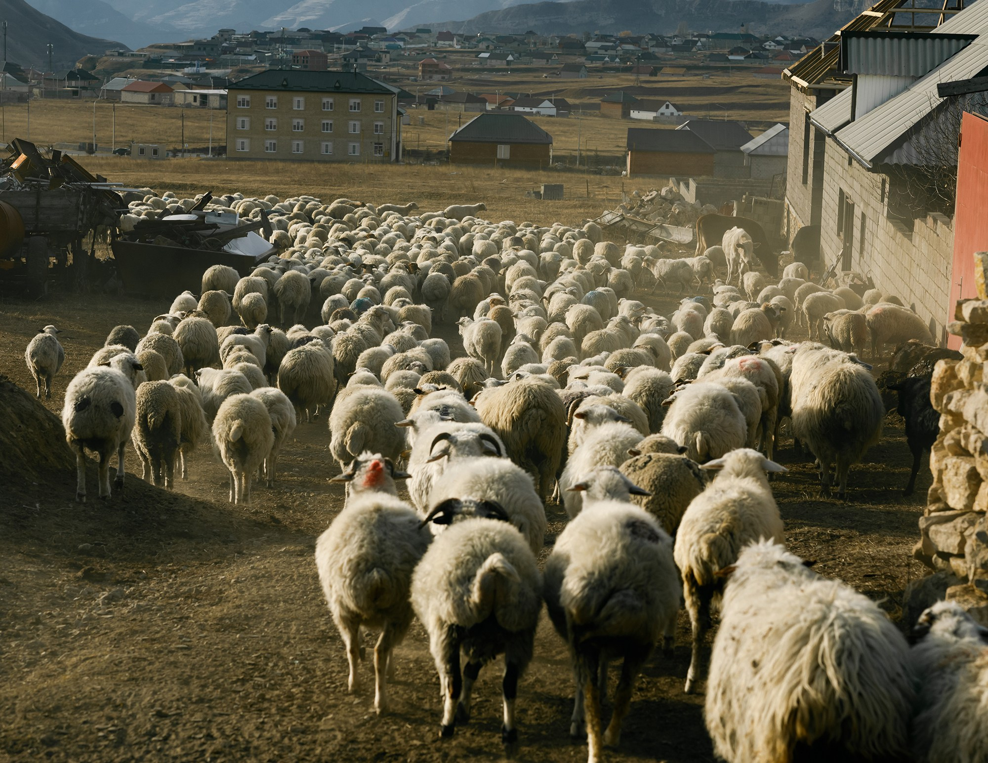 Dagestan. Seasons. Autumn. Documentary and art photographer Alexey Terentyev