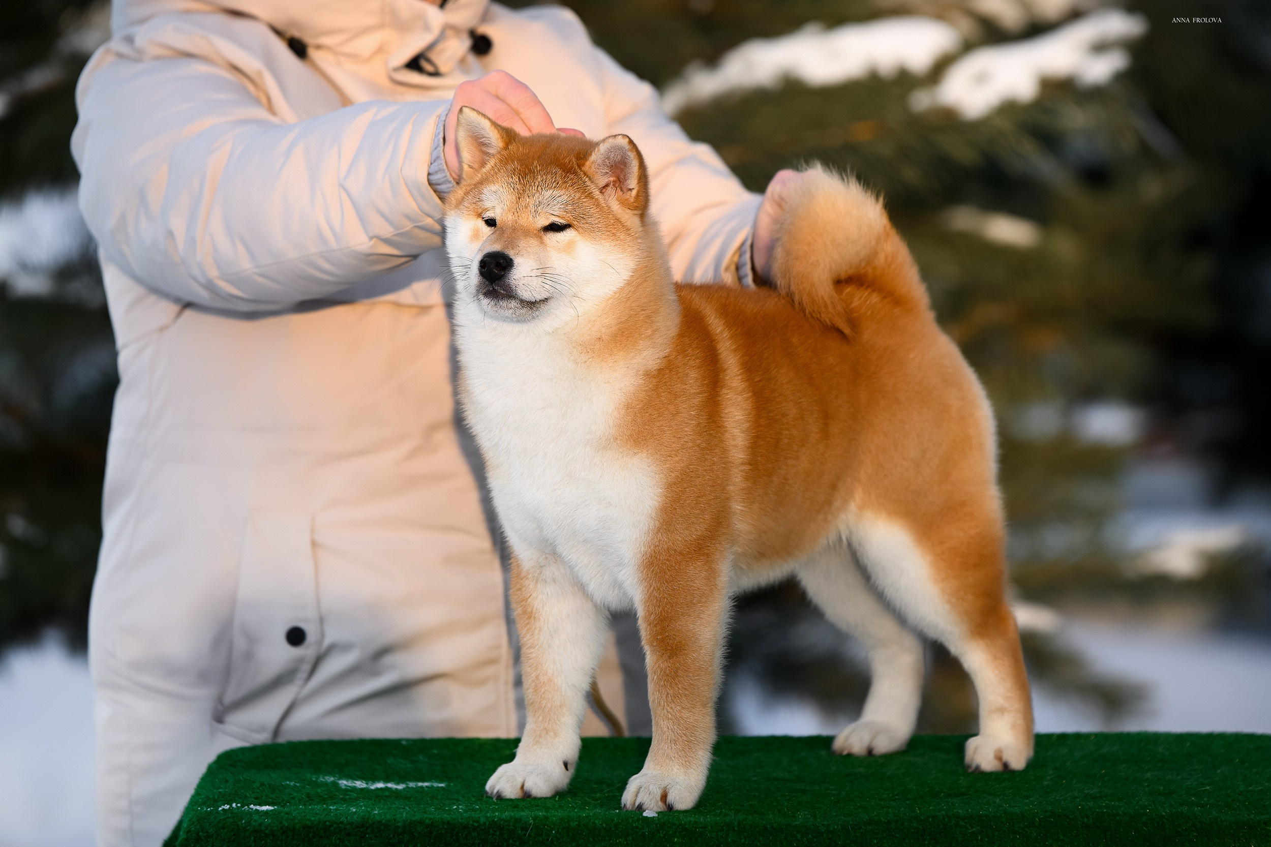SHIBA. SHIOMARU Shiba and Akita Inu Kennel