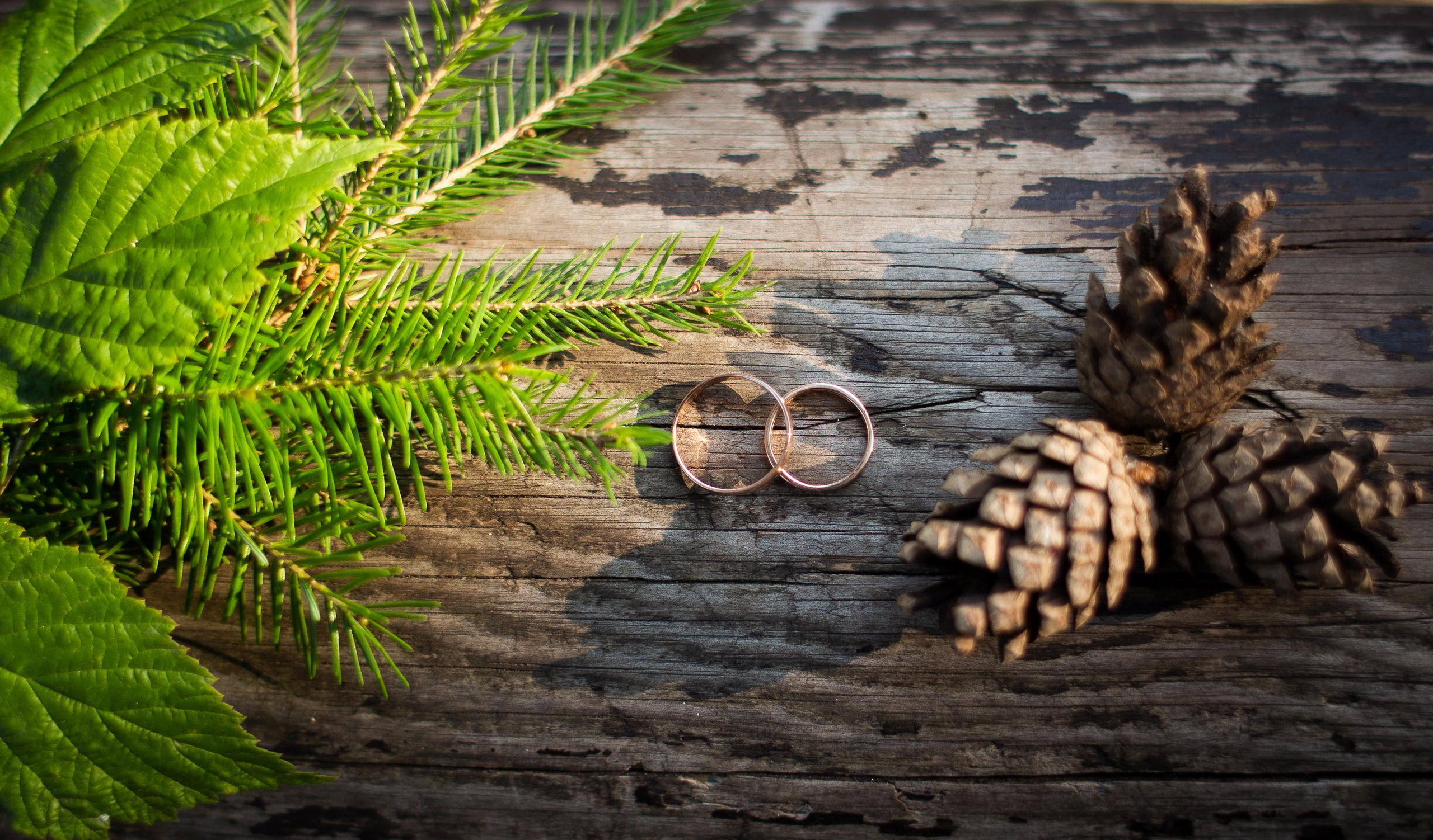 Свадьба Евгений и Татьяна. Фотограф Татьяна Орлова