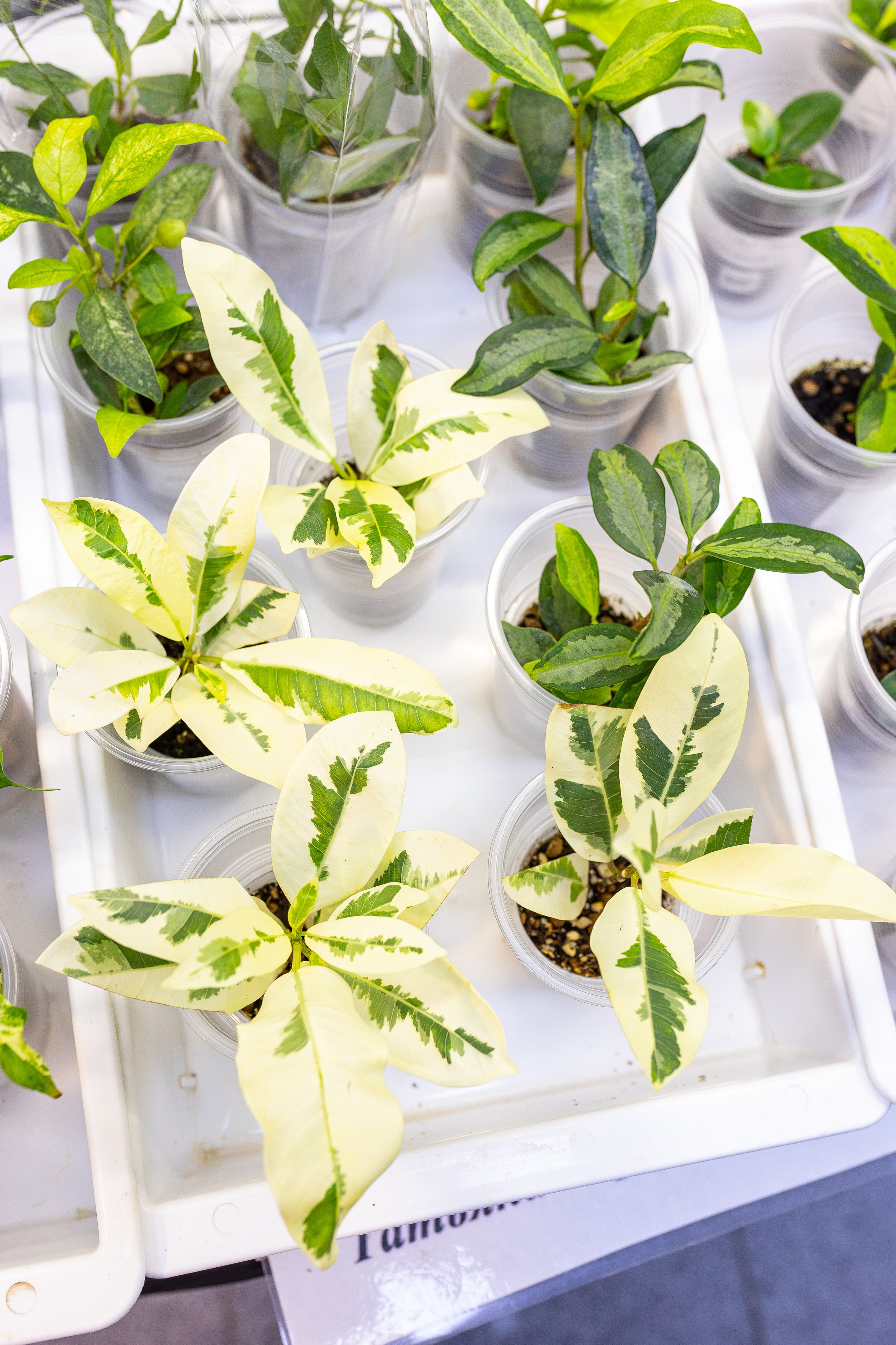 Монстериум апрель 2026. Александра Куликова фотограф, Москва