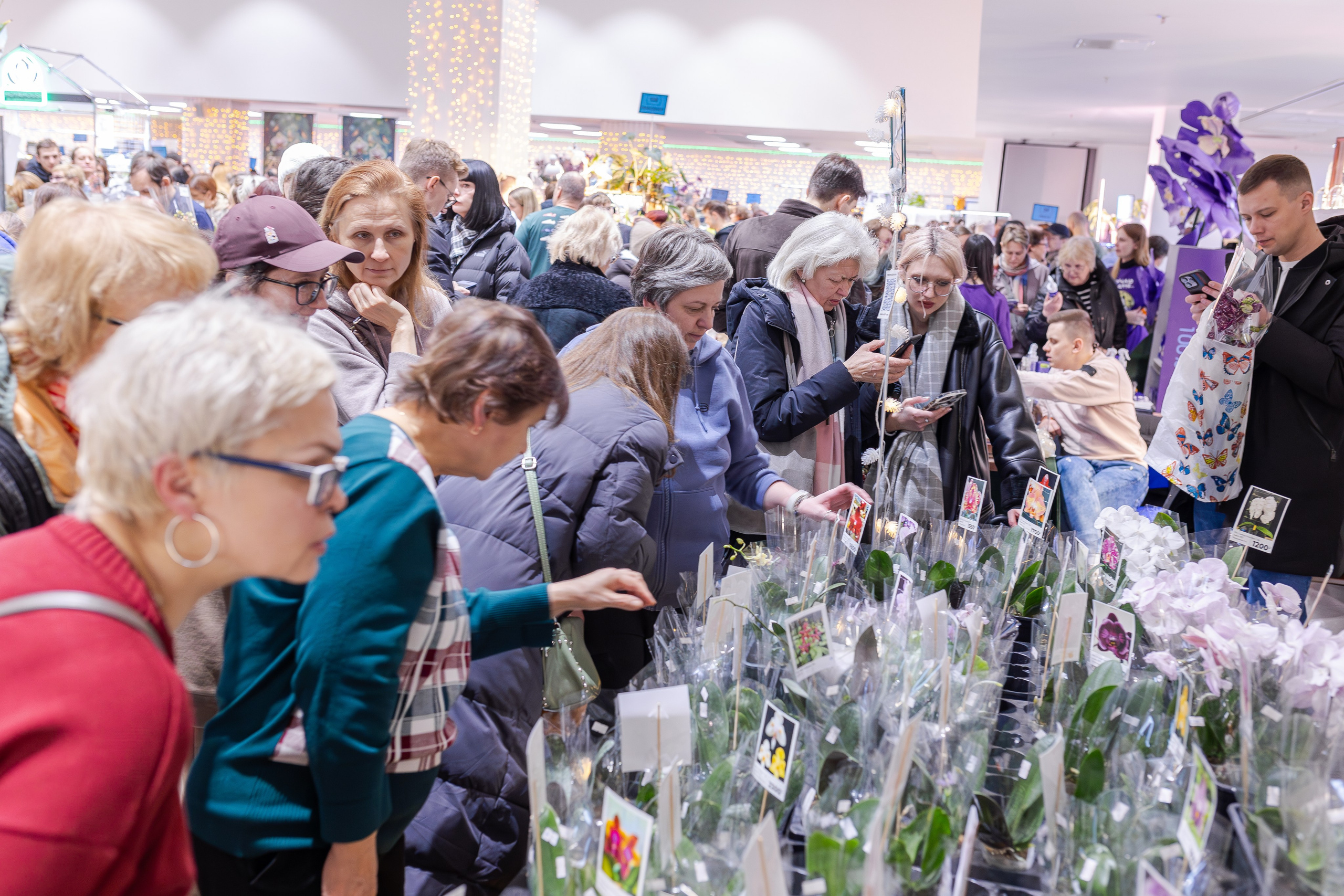 Орхидиум 12.2025. Александра Куликова фотограф, Москва