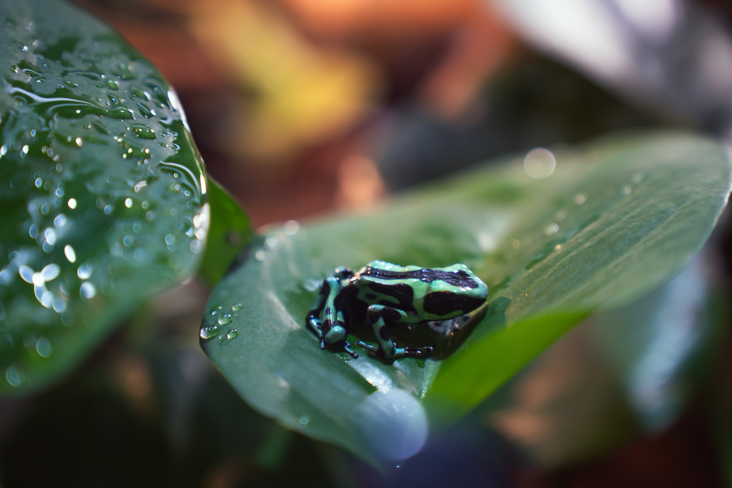 ALICE: BEAUTIFUL FACE ON THE WEEKEND. Фотограф и визуальный художник в Туле / Николай Рейзвих