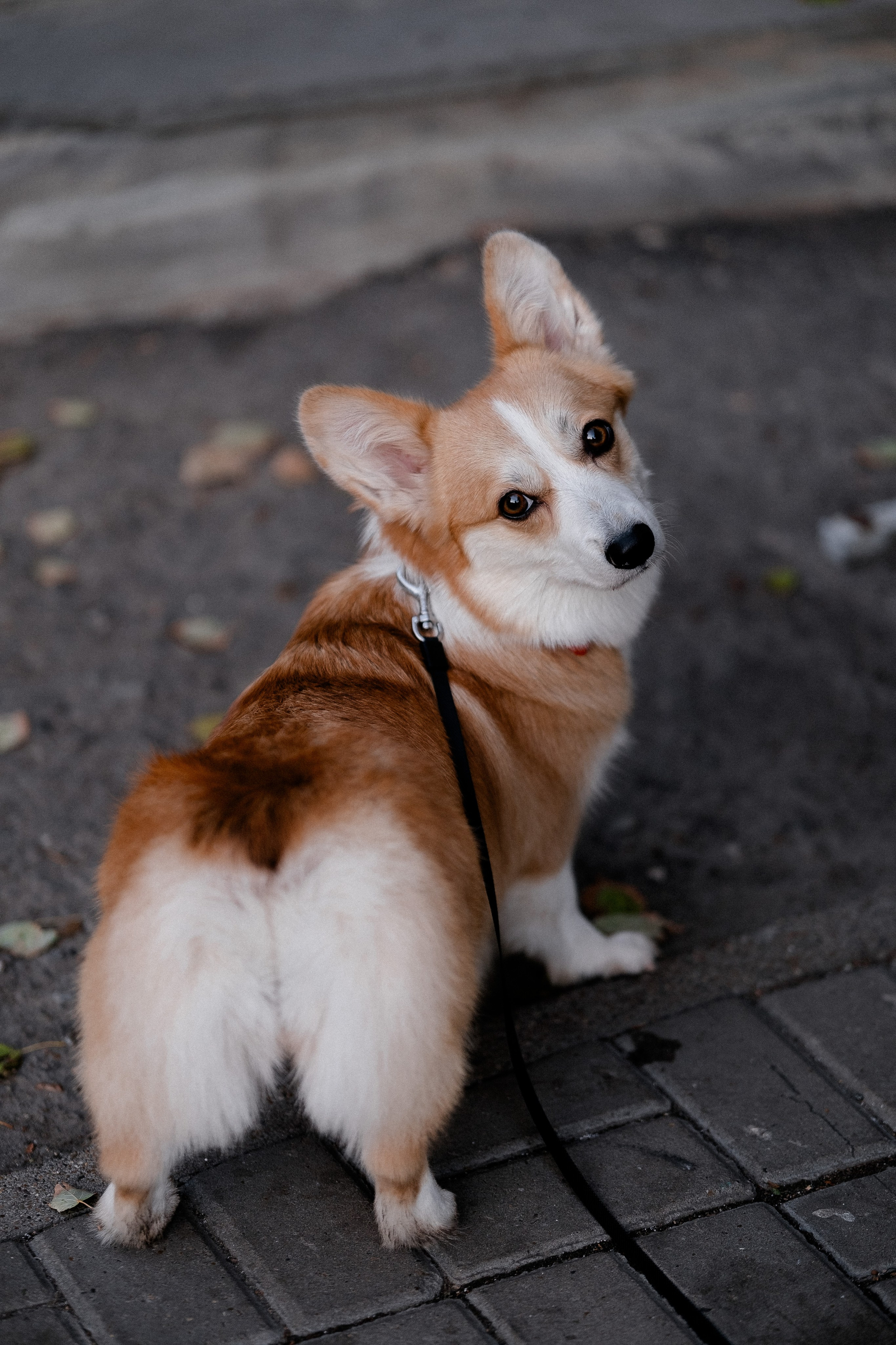 Радик. Свадебный и семейный фотограф в Казани и Зеленодольске Ланочкин Илья