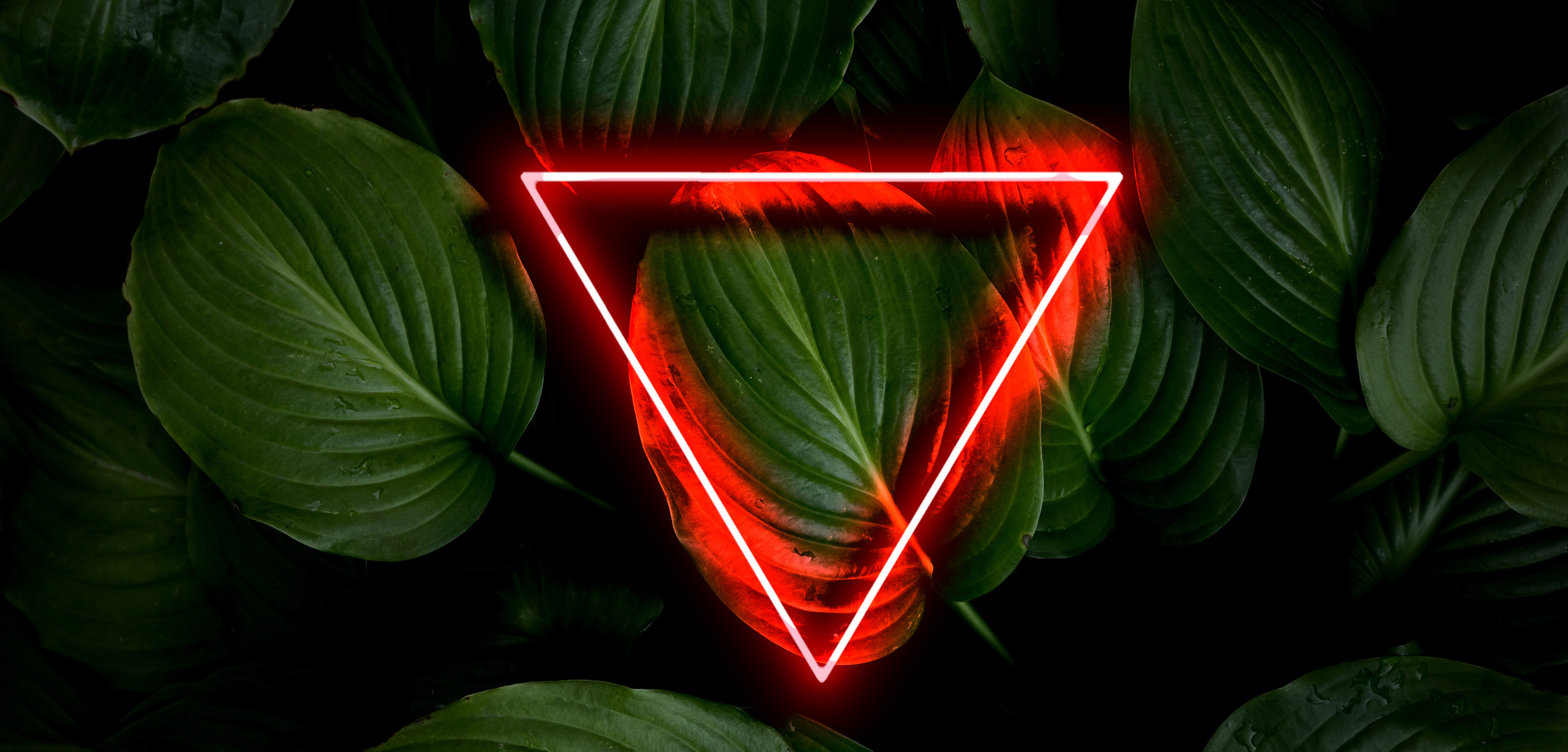 Neon. Съемка фото и видео контента. Михаил Руденко