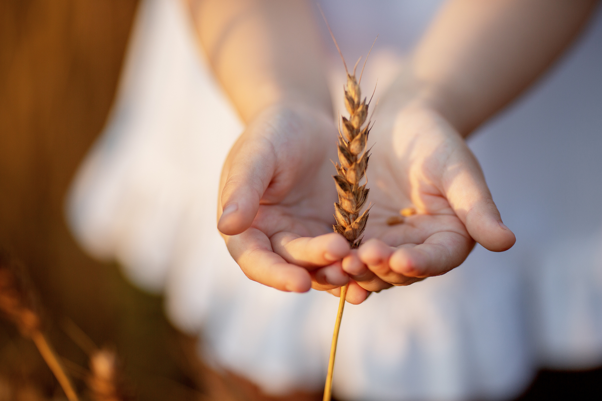 Аня и Вера в пшеничном поле. Семейный фотограф в Кургане