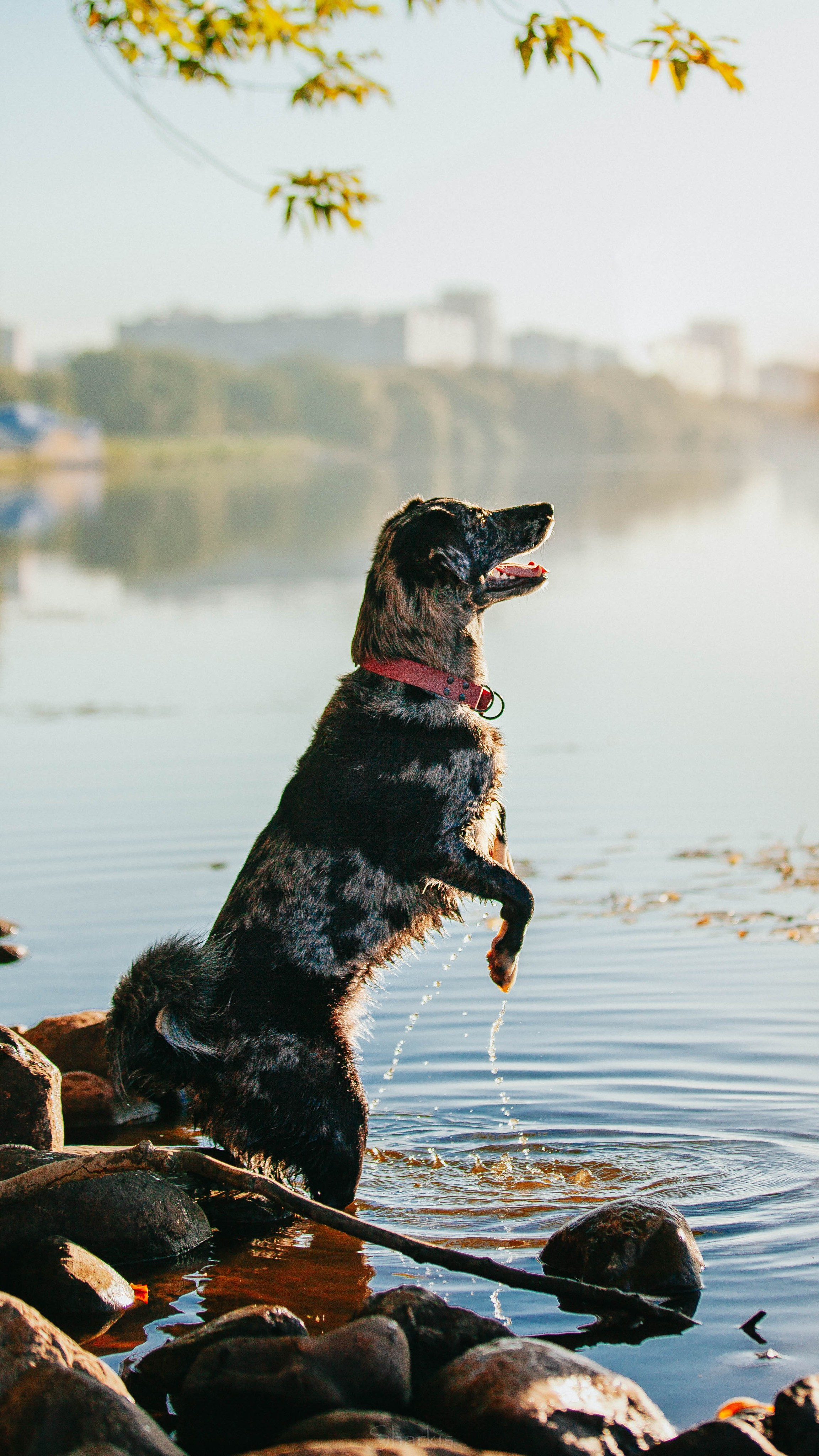 Вега и Гриша. Главная