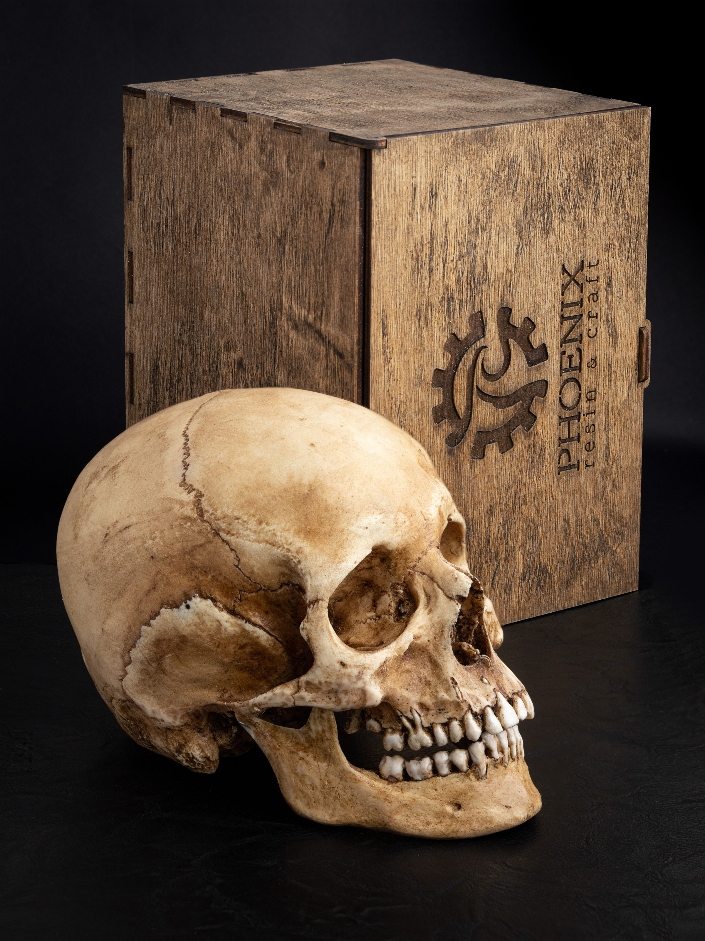 Анатомическая модель черепа на черном | Фото для соцсетей