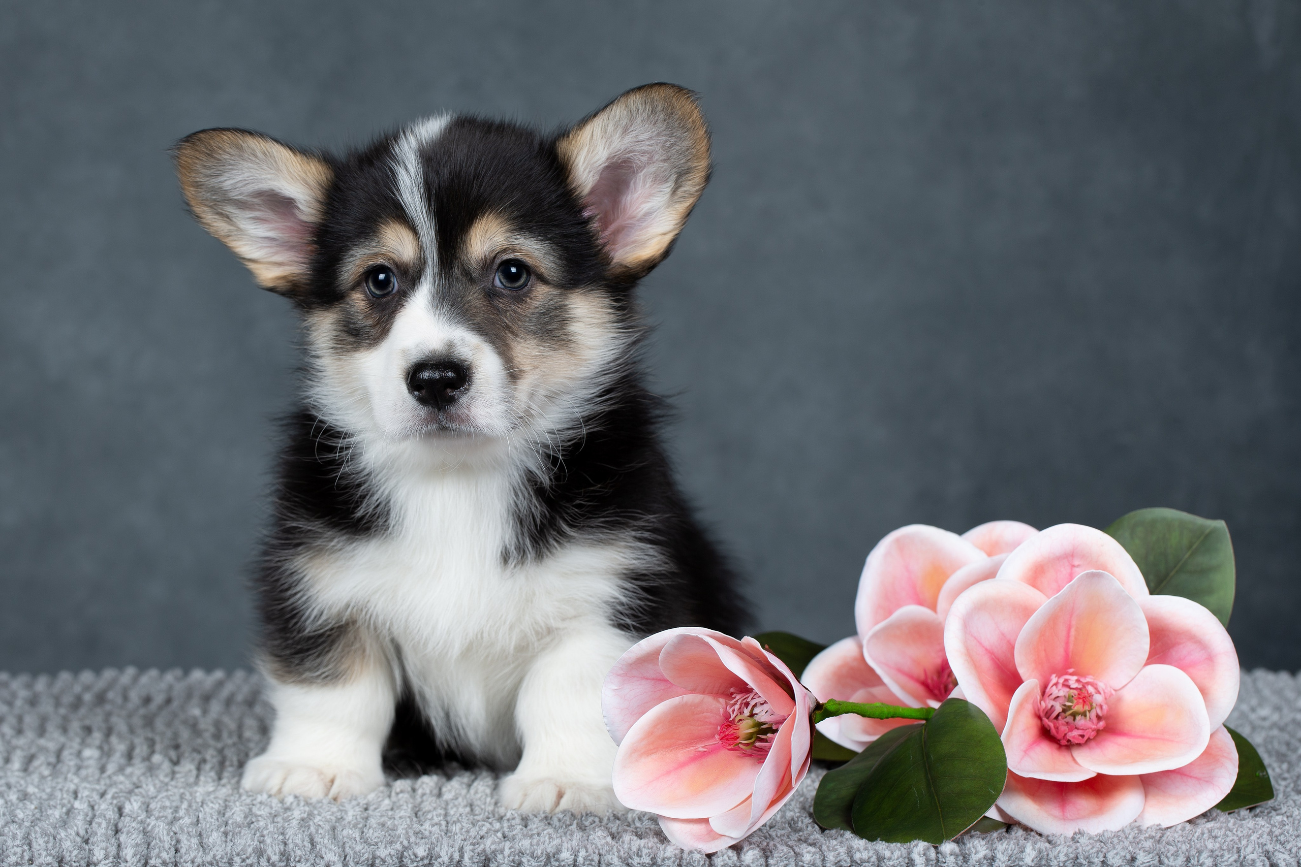 Фотограф анималист в Санкт-Петербурге Ирина Ковалева