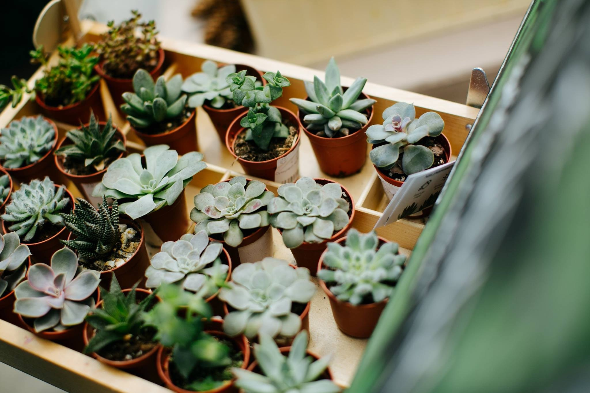 28 мая 2017 Pop-up на Даниловском рынке / фото Валерий Белобеев. Фотоотчеты «Ламбада-маркета»