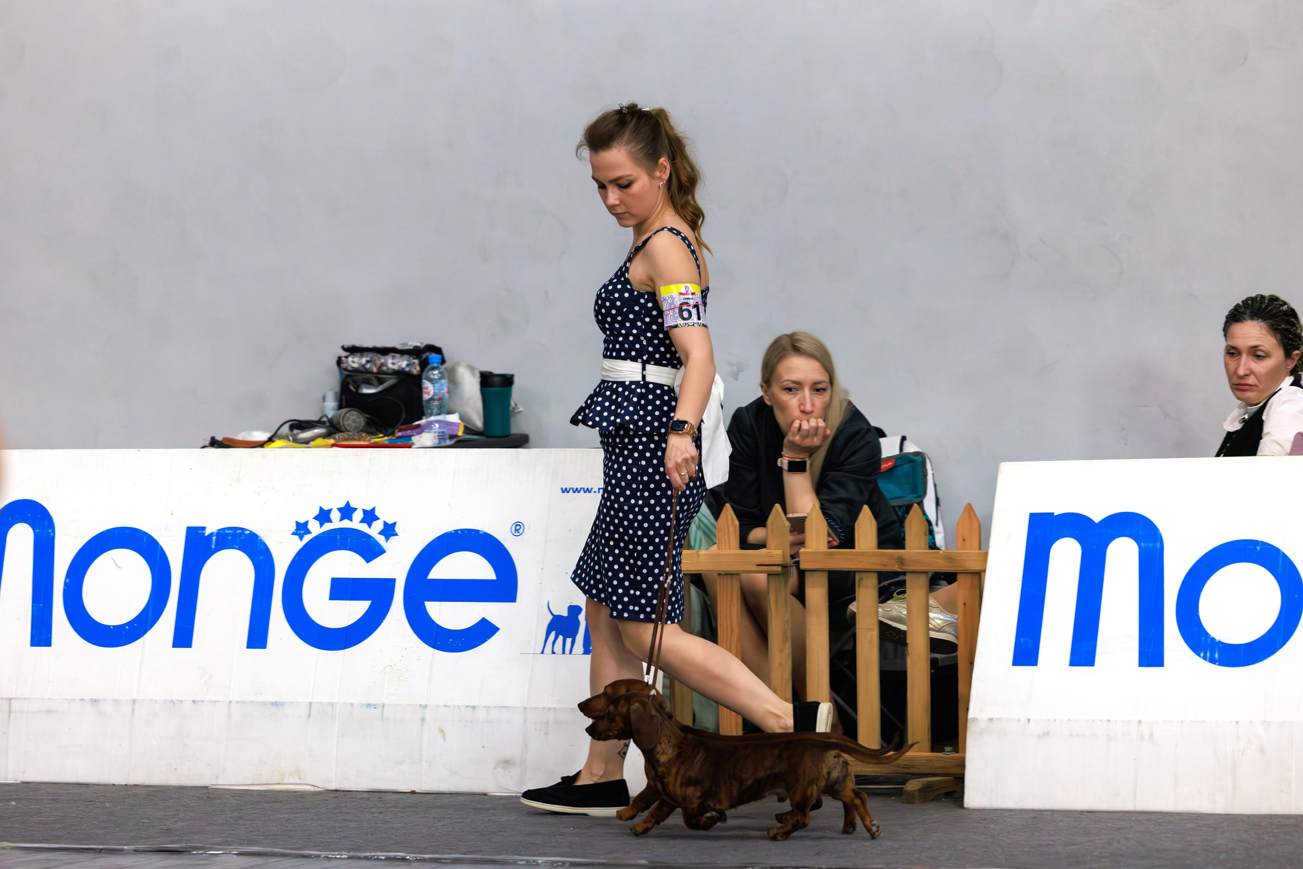 Ереван 2х CACIB 29-30.04.2025. Фотограф-анималист Юлия Германика