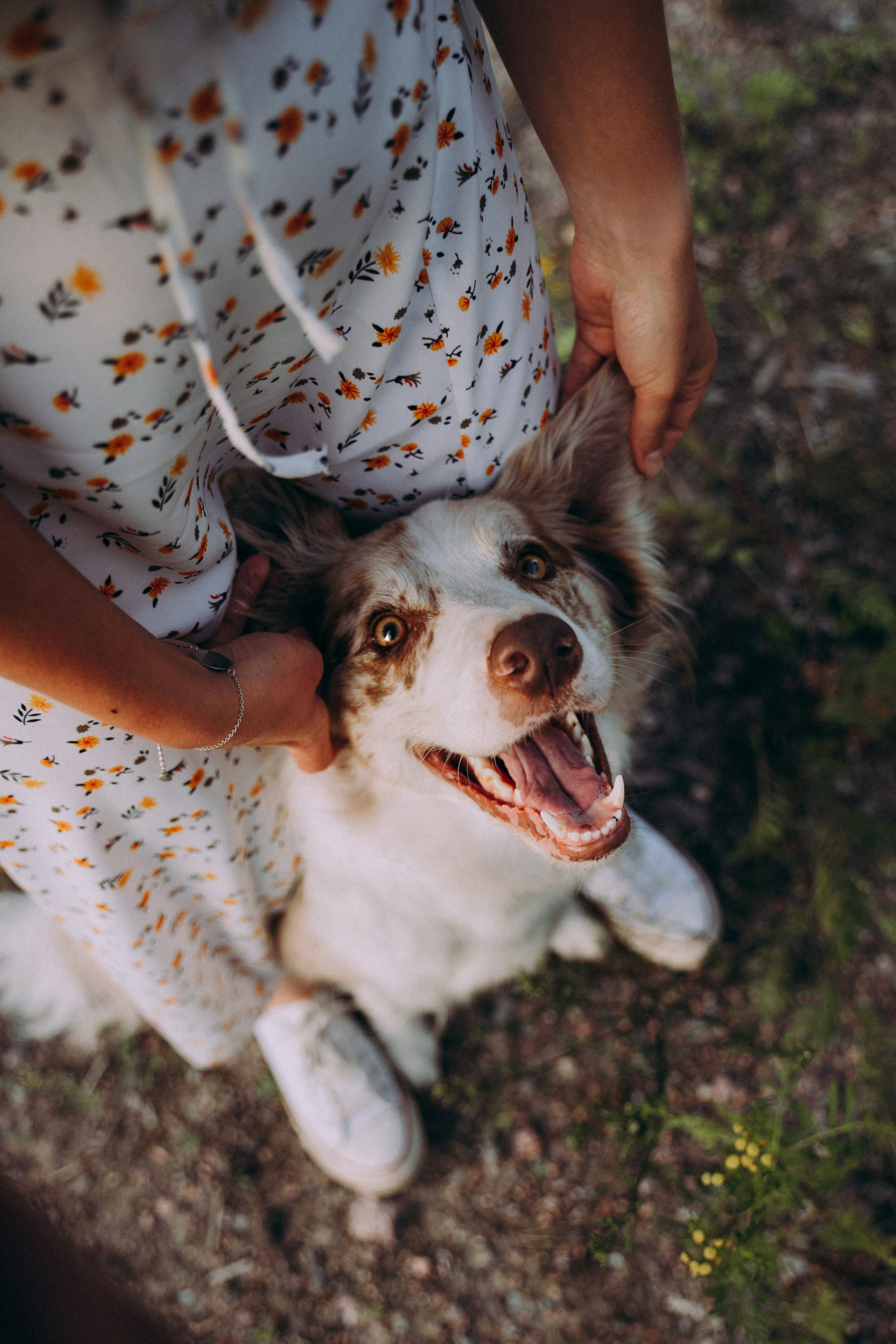 Хвостики. Главная