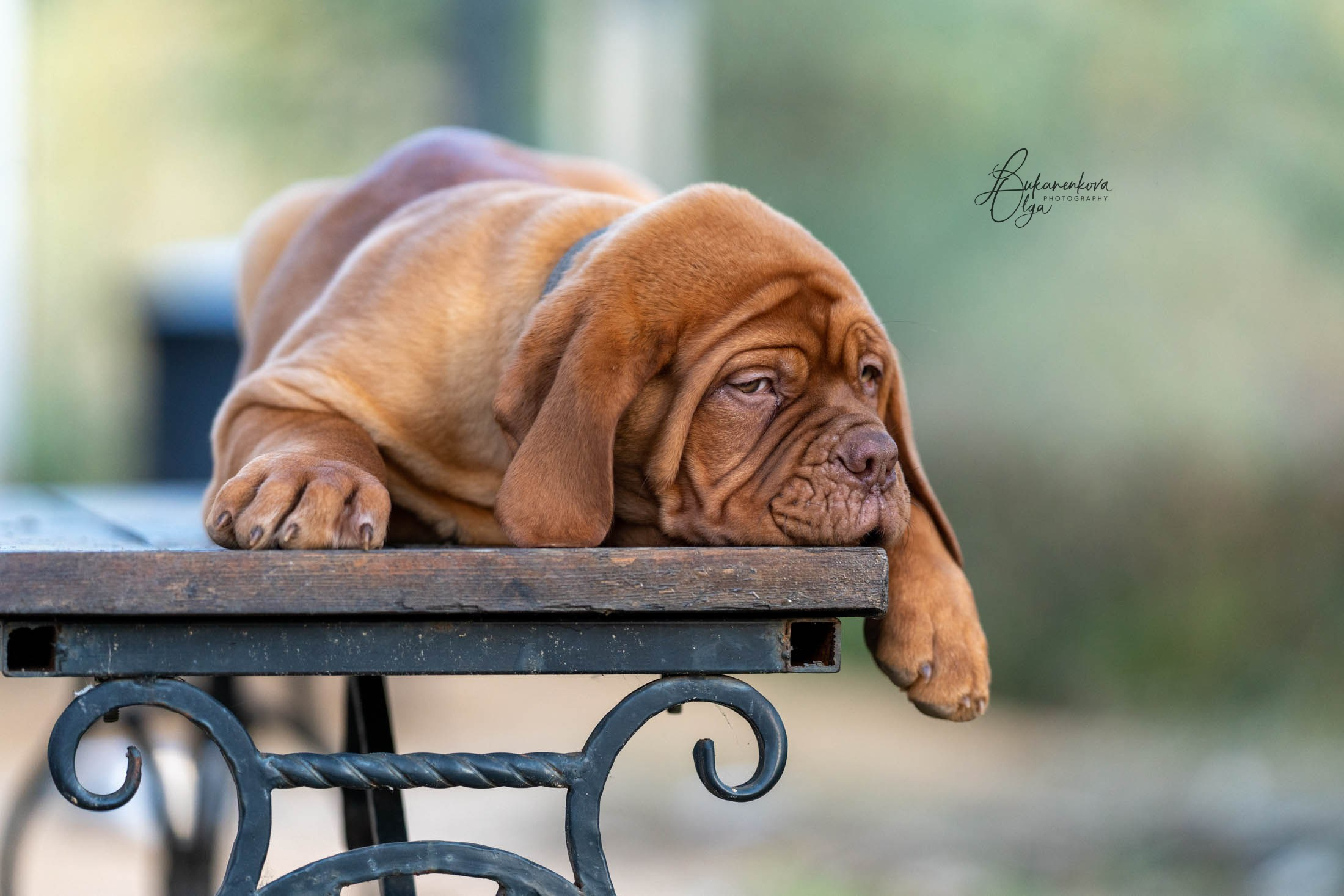 Боррдосы. Фотограф анималист Ольга Луканенкова в Москве