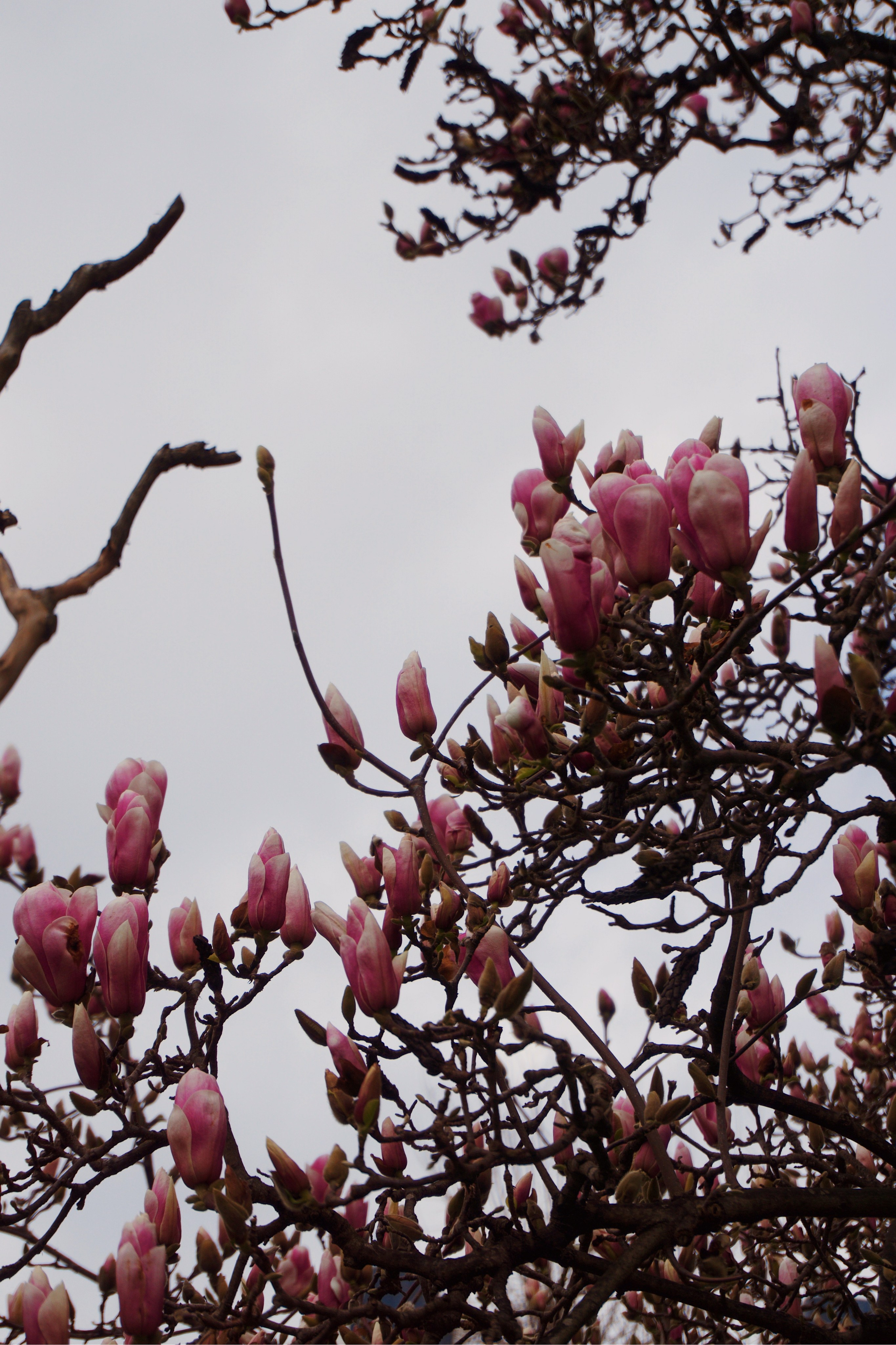 Стамбул. Татьян гертье