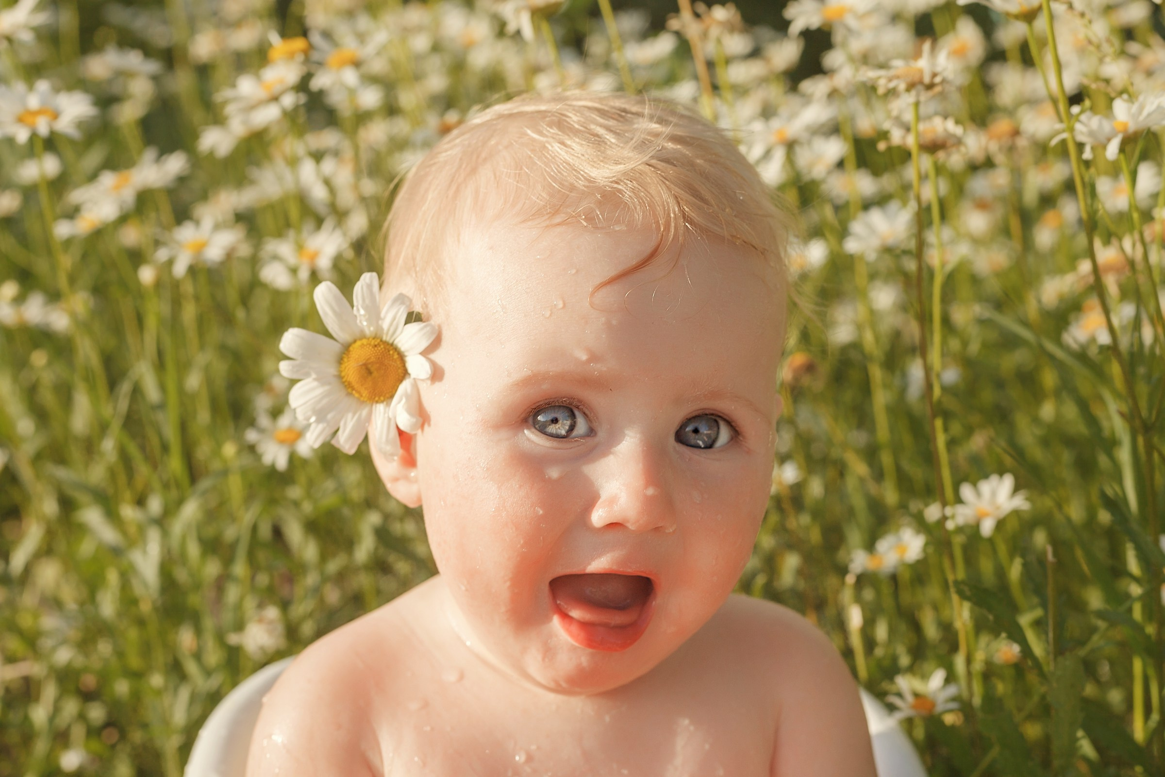 Ромашки. Детский и семейный фотограф в Бердске и Новосибирске Дарья Гребнева