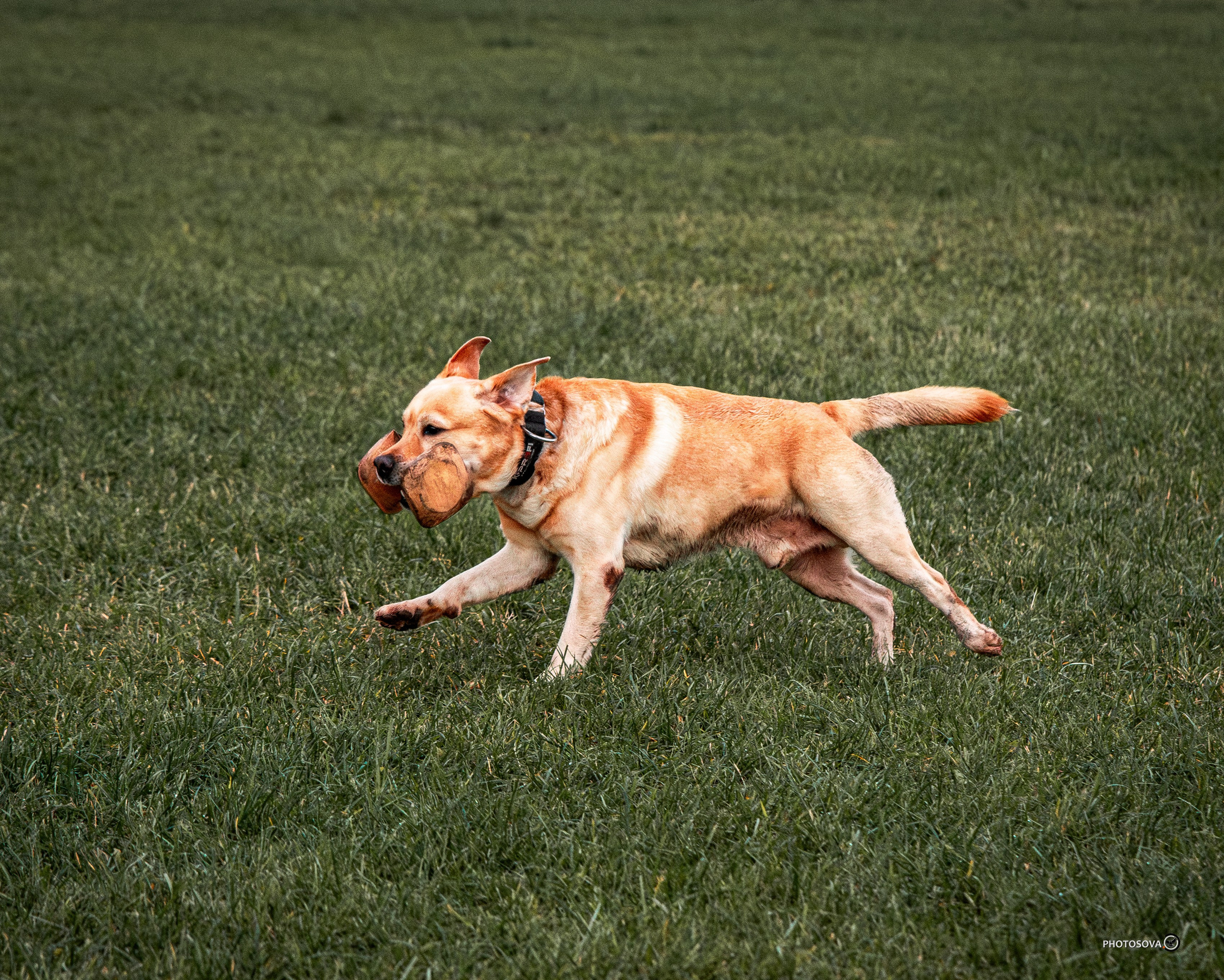 МЫ — КОМАНДА (соревнования) OKD, BH, IBGH, IGP. Фотограф-анималист, семейный фотограф в Москве и Подмосковье. Фотосъёмка кинологических дисциплин