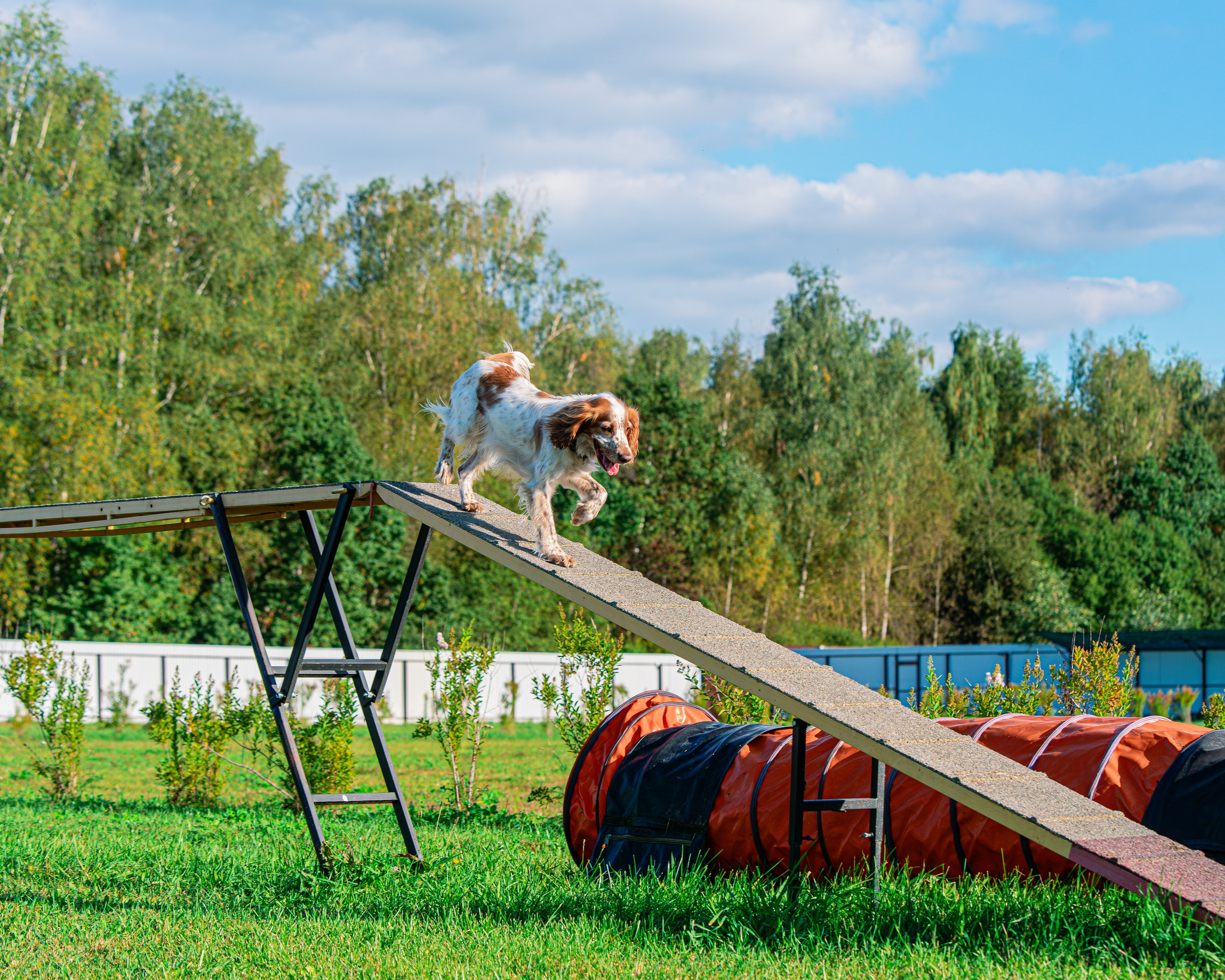 Ваш путь к ПОБЕДЕ (ТРЕНИРОВКИ). Фотограф-анималист, семейный фотограф в Москве и Подмосковье. Фотосъёмка кинологических дисциплин