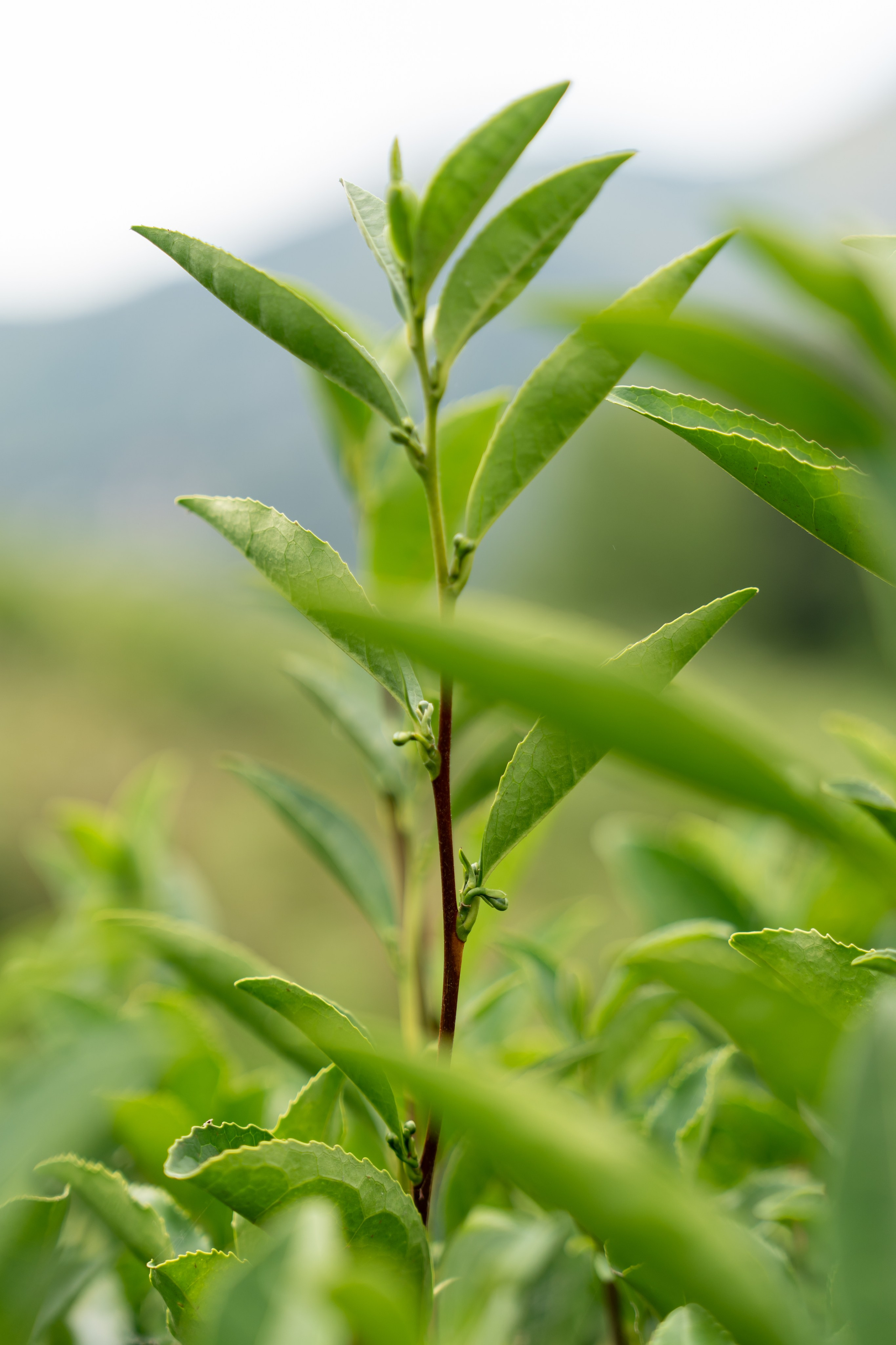 Яндекс.Еда — Сочинский чай. Репортажный фотограф в Красной Поляне и Сочи Павлюченко Екатерина