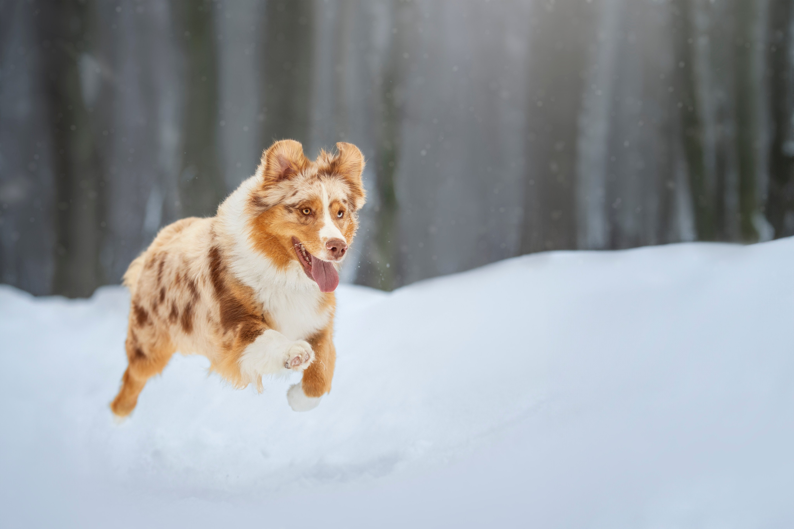 Настя, Игорь, Тесс и Марс. Фотограф анималист в Москве Майорова Евгения