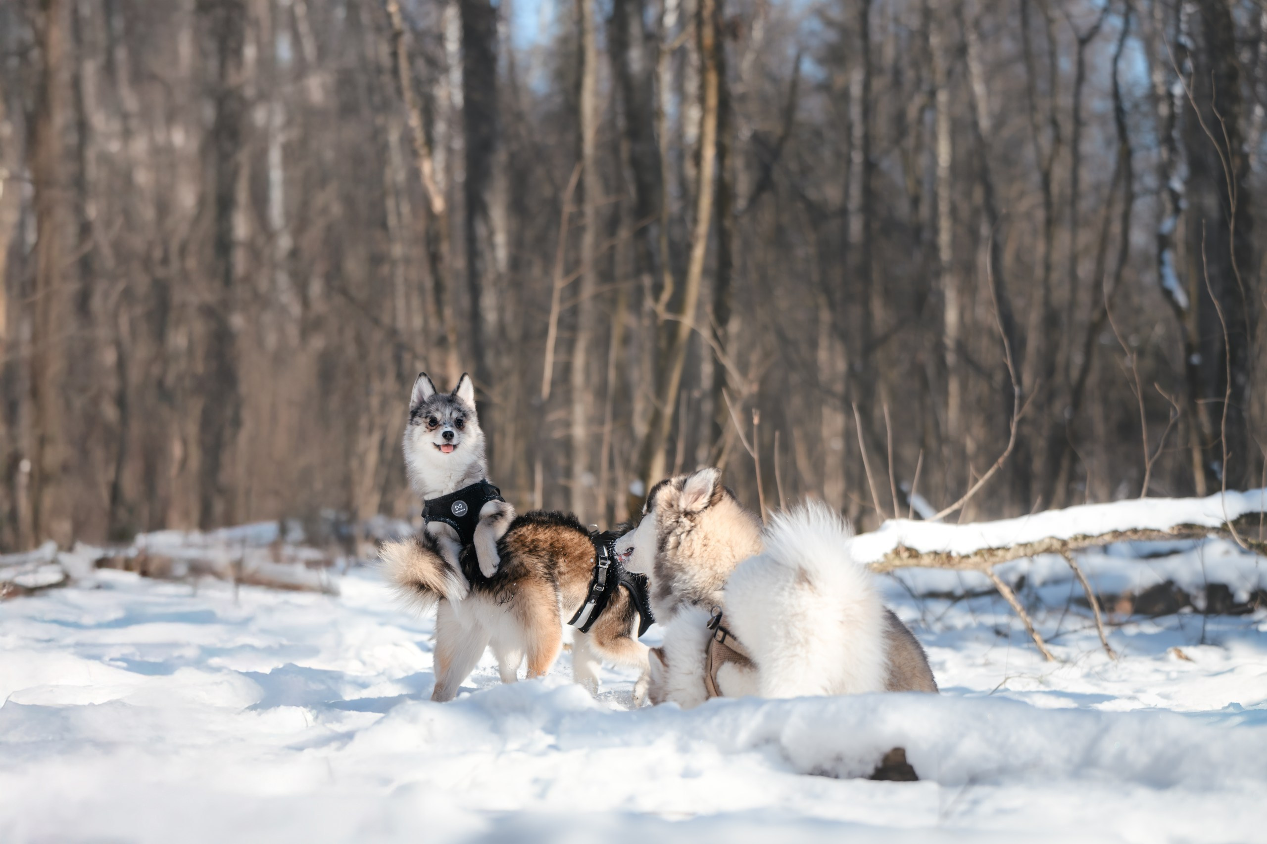 Виктория и 4 помски. Фотограф Анималист в Москве Анастасия Жучкова