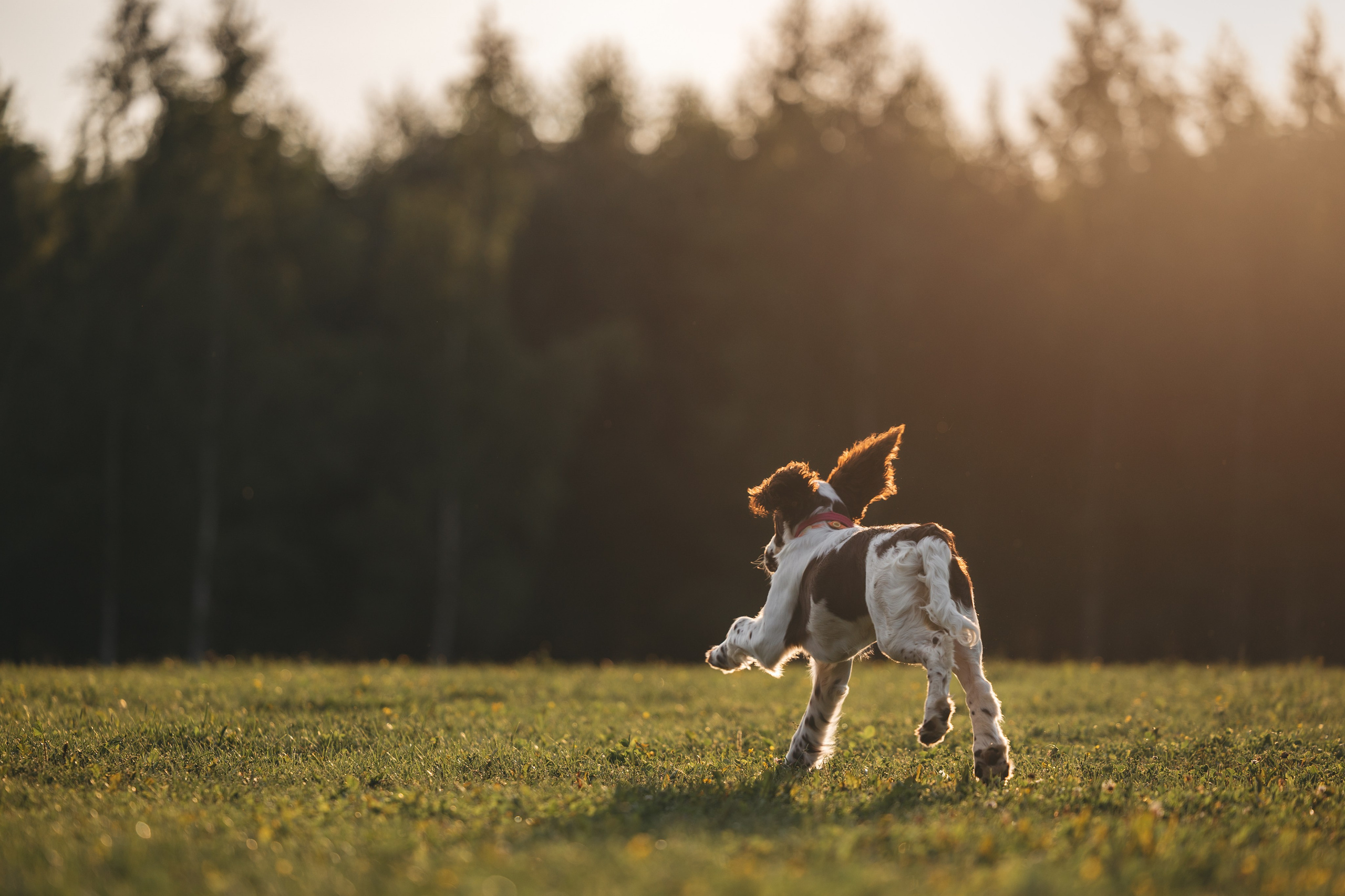 На закате. Фотограф Анималист в Москве Анастасия Жучкова