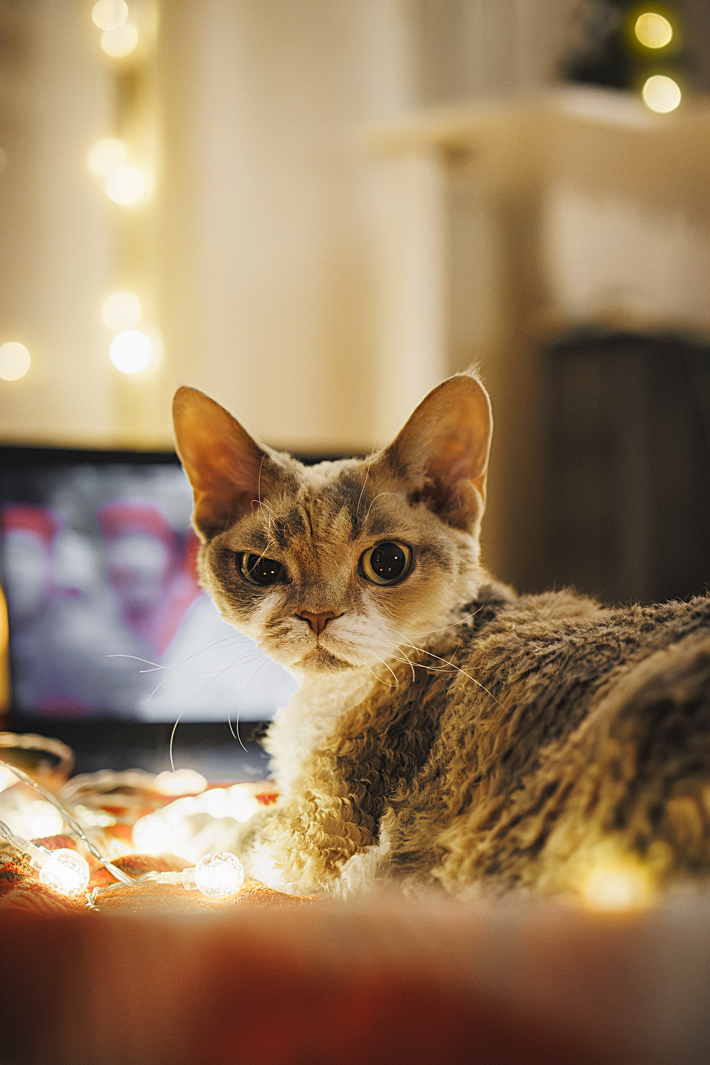 Домашняя новогодняя. Фотограф Анималист в Москве Анастасия Жучкова