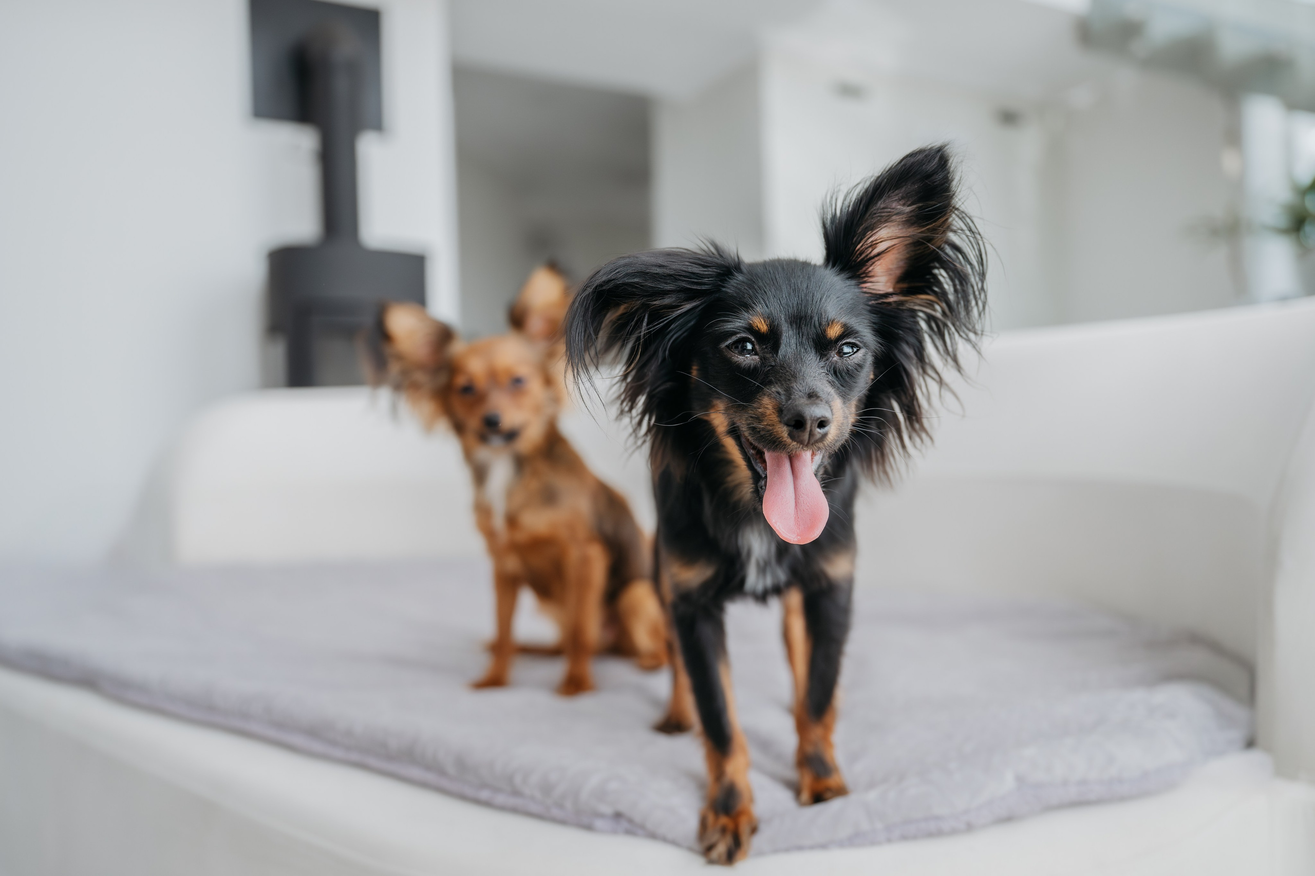 Домашняя съемка. Фотограф Анималист в Москве Анастасия Жучкова