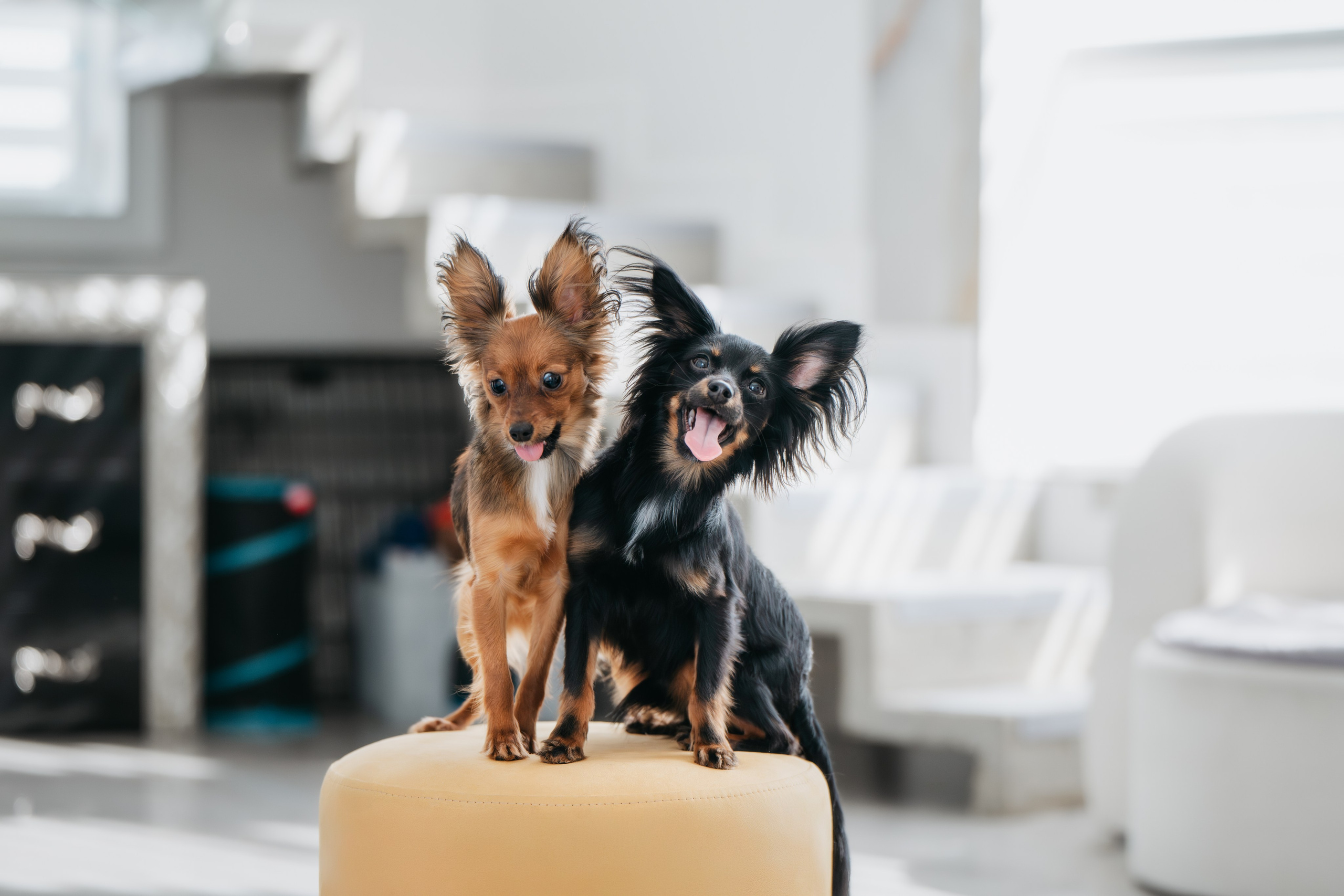 Домашняя съемка. Фотограф Анималист в Москве Анастасия Жучкова
