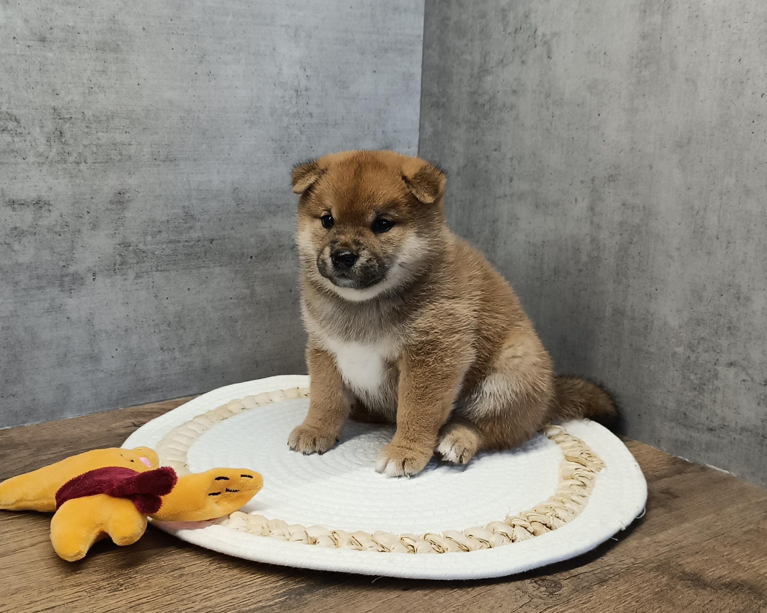 Rubylight Hattie. AMERICAN AKITA RUBYLIGHT KENNEL I SHIBA-INU
