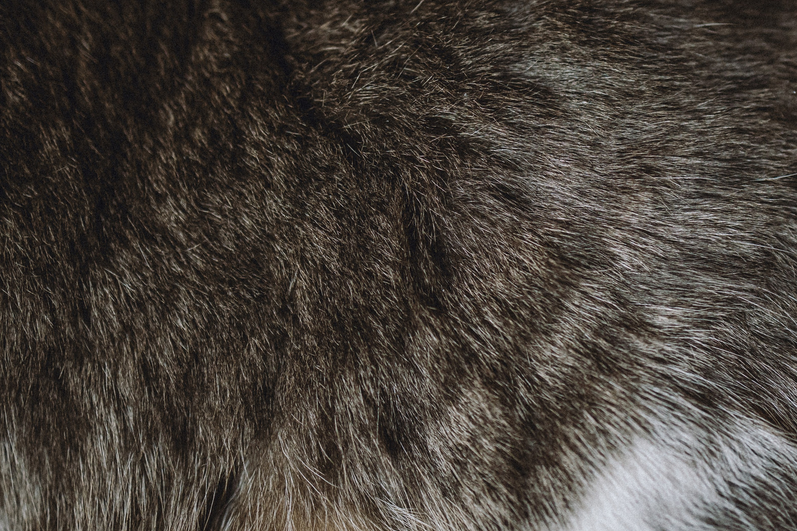 Леброн, Муся и их семья