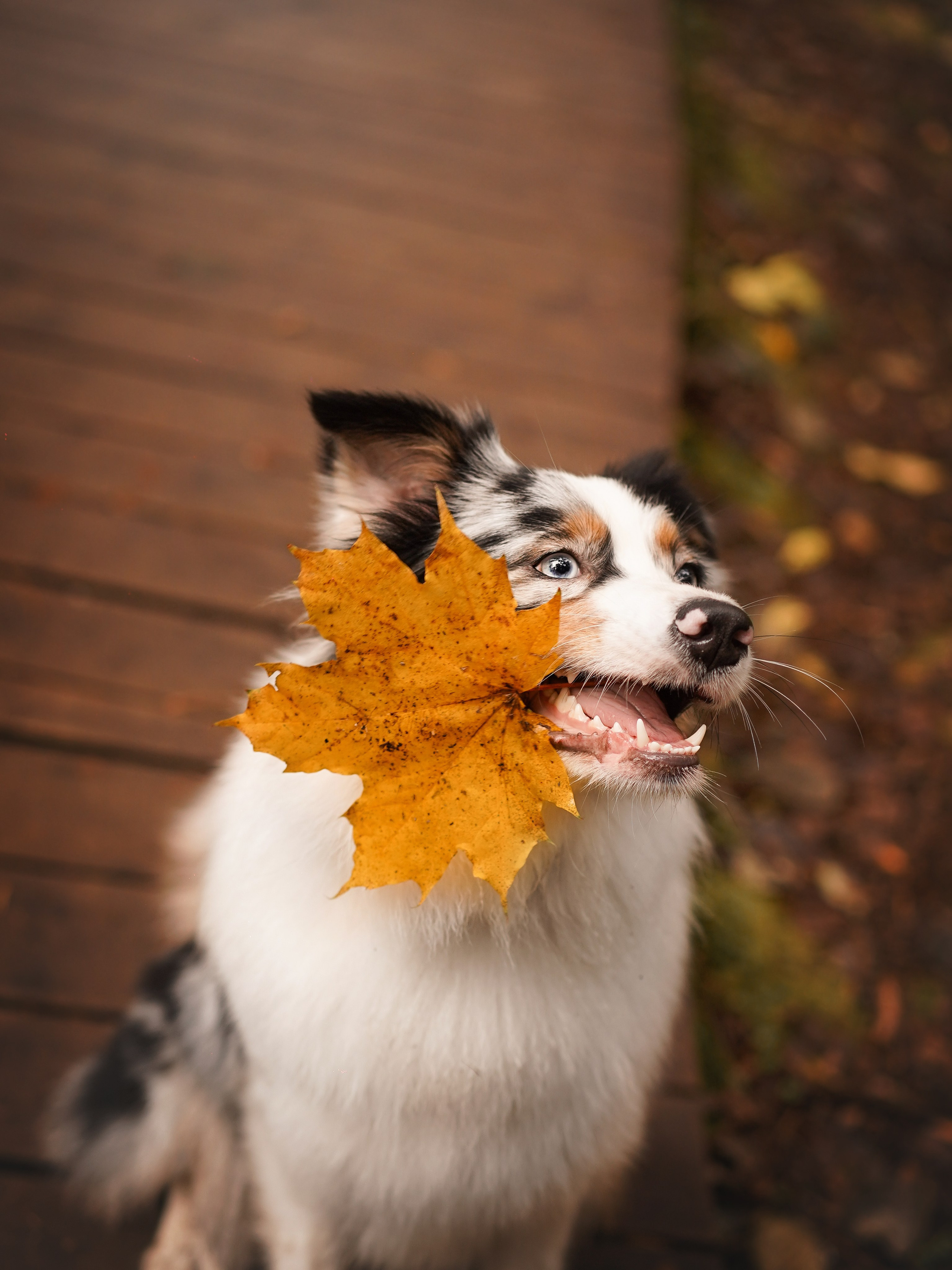 Соня Гавриил и Юкки. Фотограф-анималист в Санкт-Петербурге Яна Мартынова