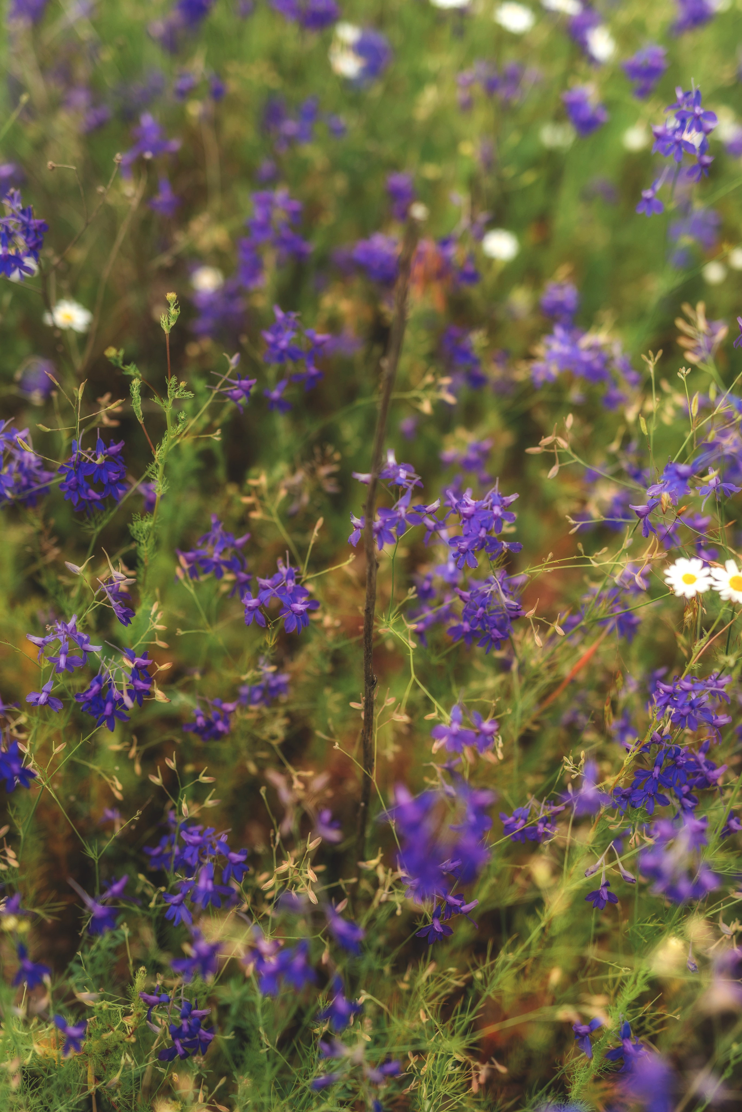 Фотосессия в ромашках. Семейный, детский фотограф в Воронеже Анна Никитина