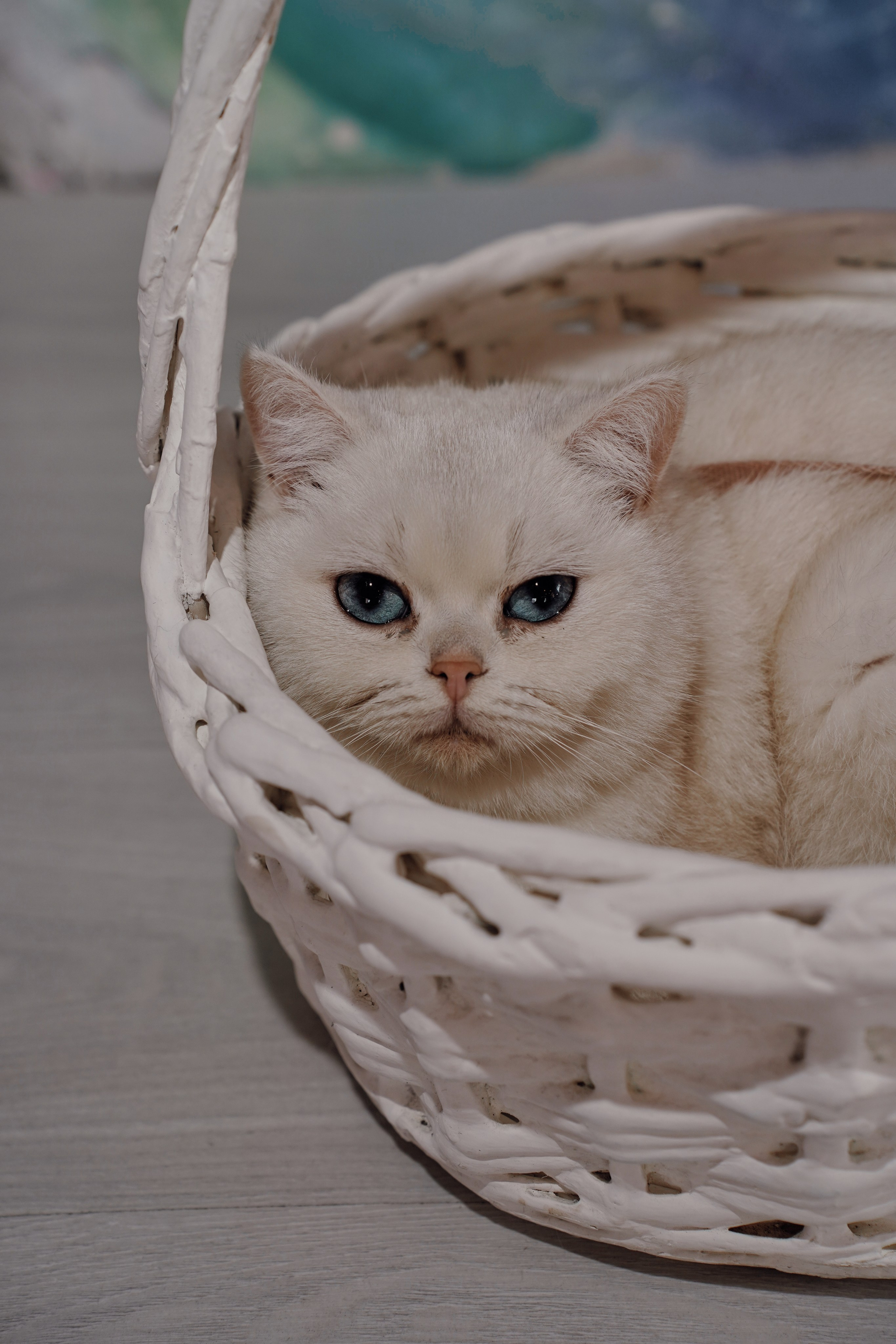 День Рождения Киры. Фотограф