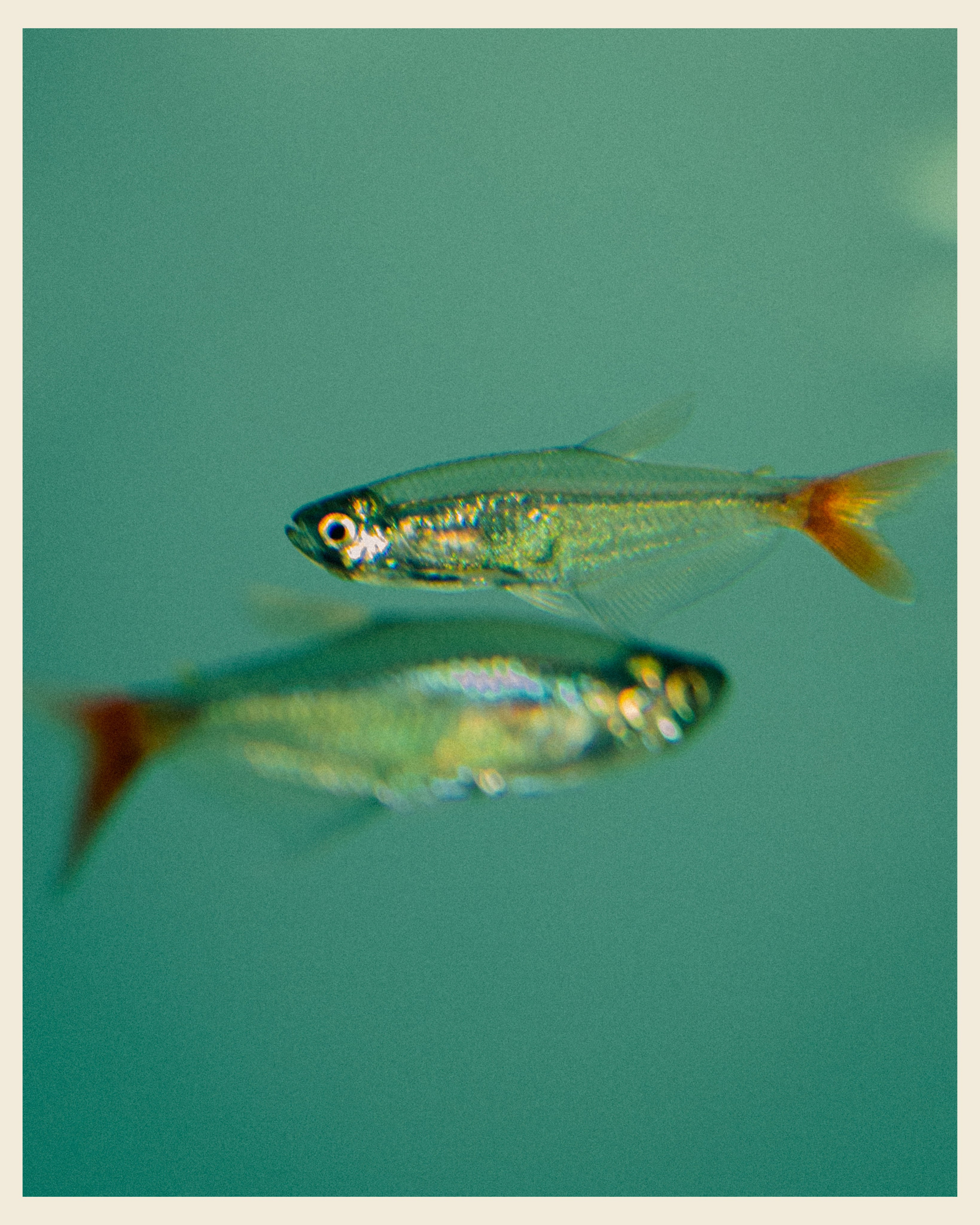 AILAND x VANO. Ivan Petrov photographer