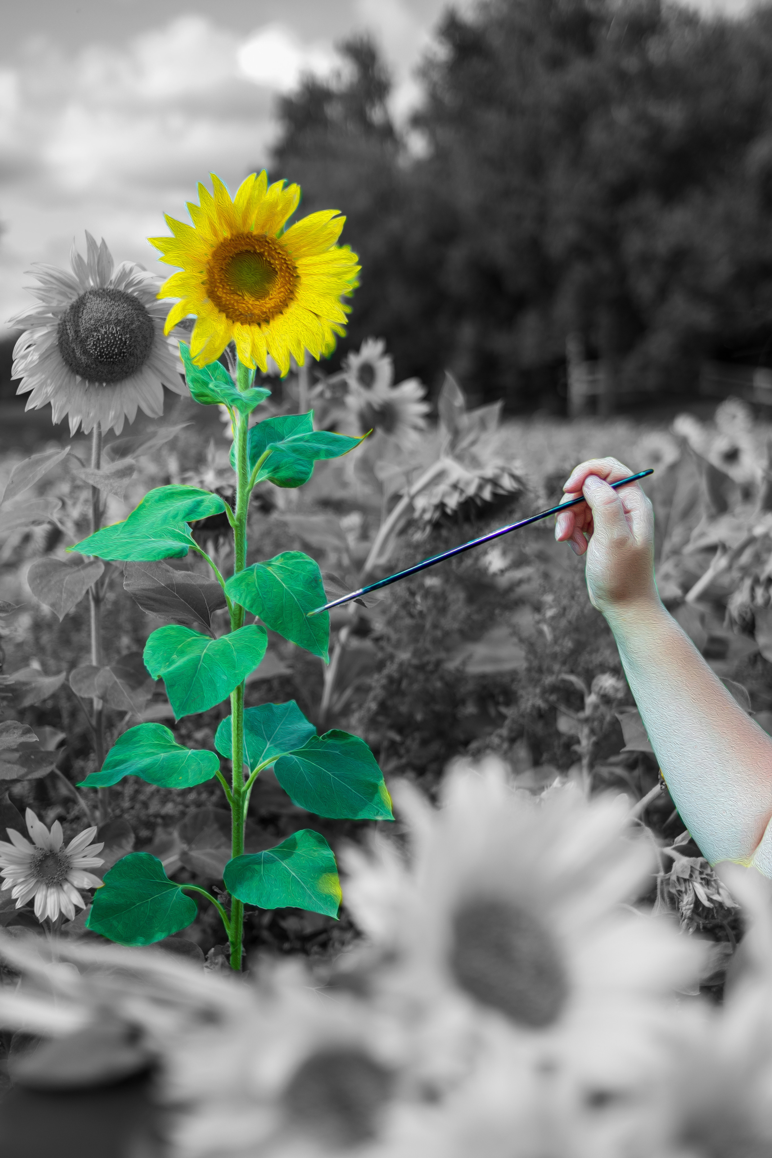 Екатерина — художник в поле подсолнухов. Фотограф в Серпухове Наталья Руденко