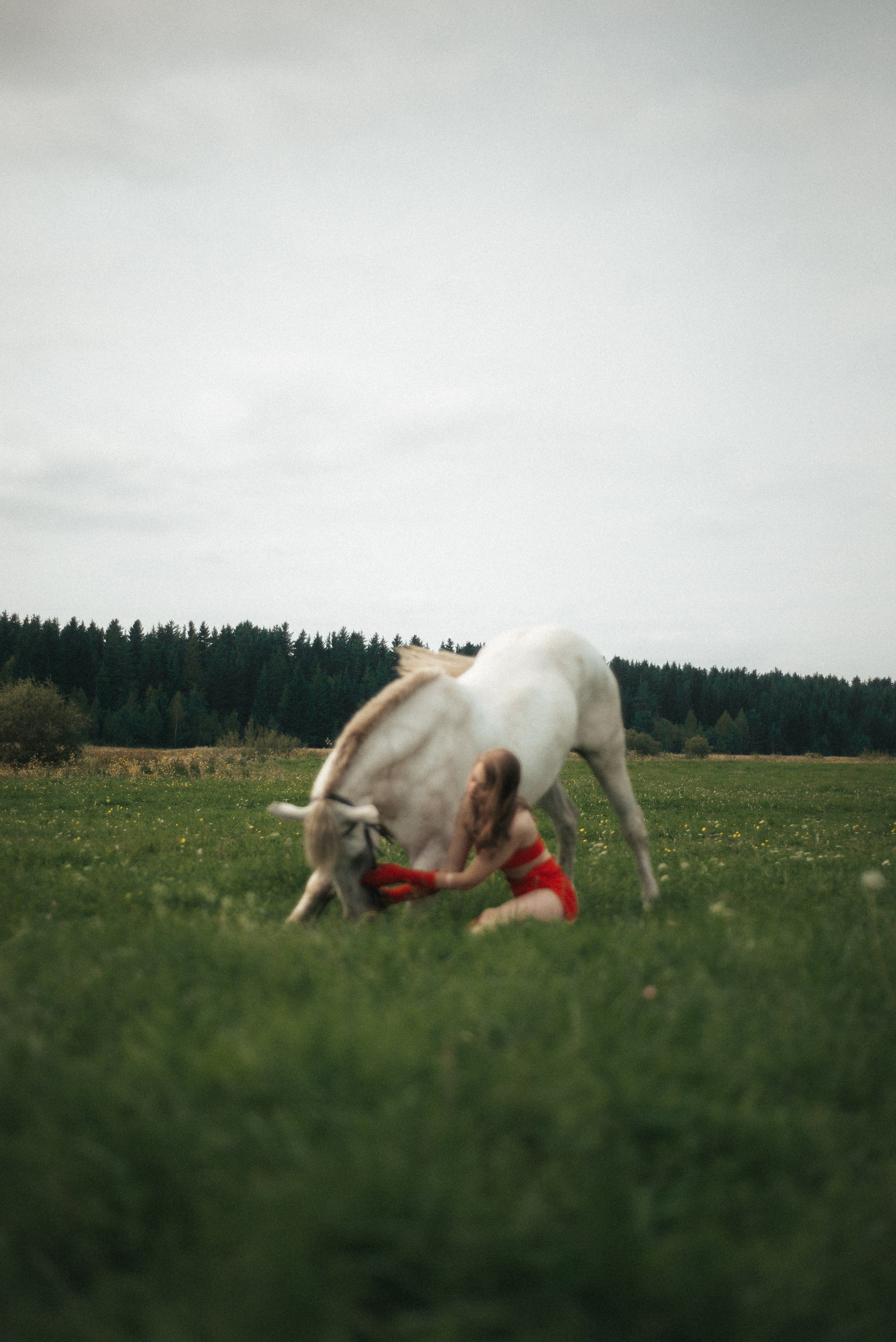 Horse. Фотограф